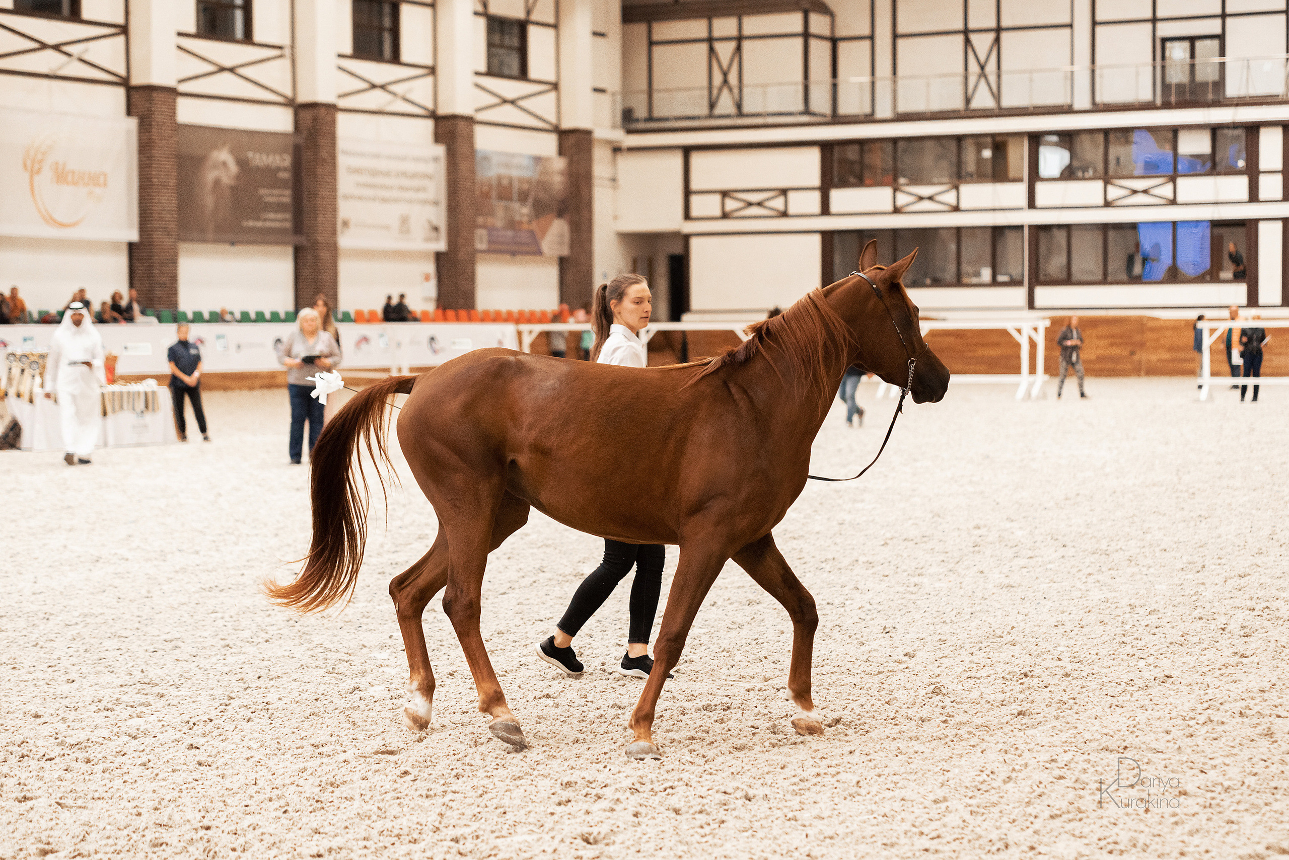 Конная Россия 2021. Конный фотограф Куракина Дарья • Фотосессии с лошадьми