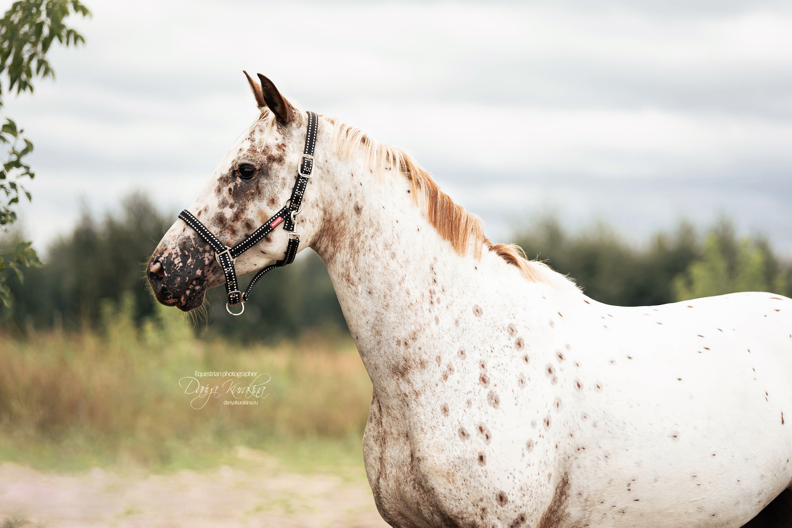 Кнабы. Конный фотограф Куракина Дарья • Фотосессии с лошадьми