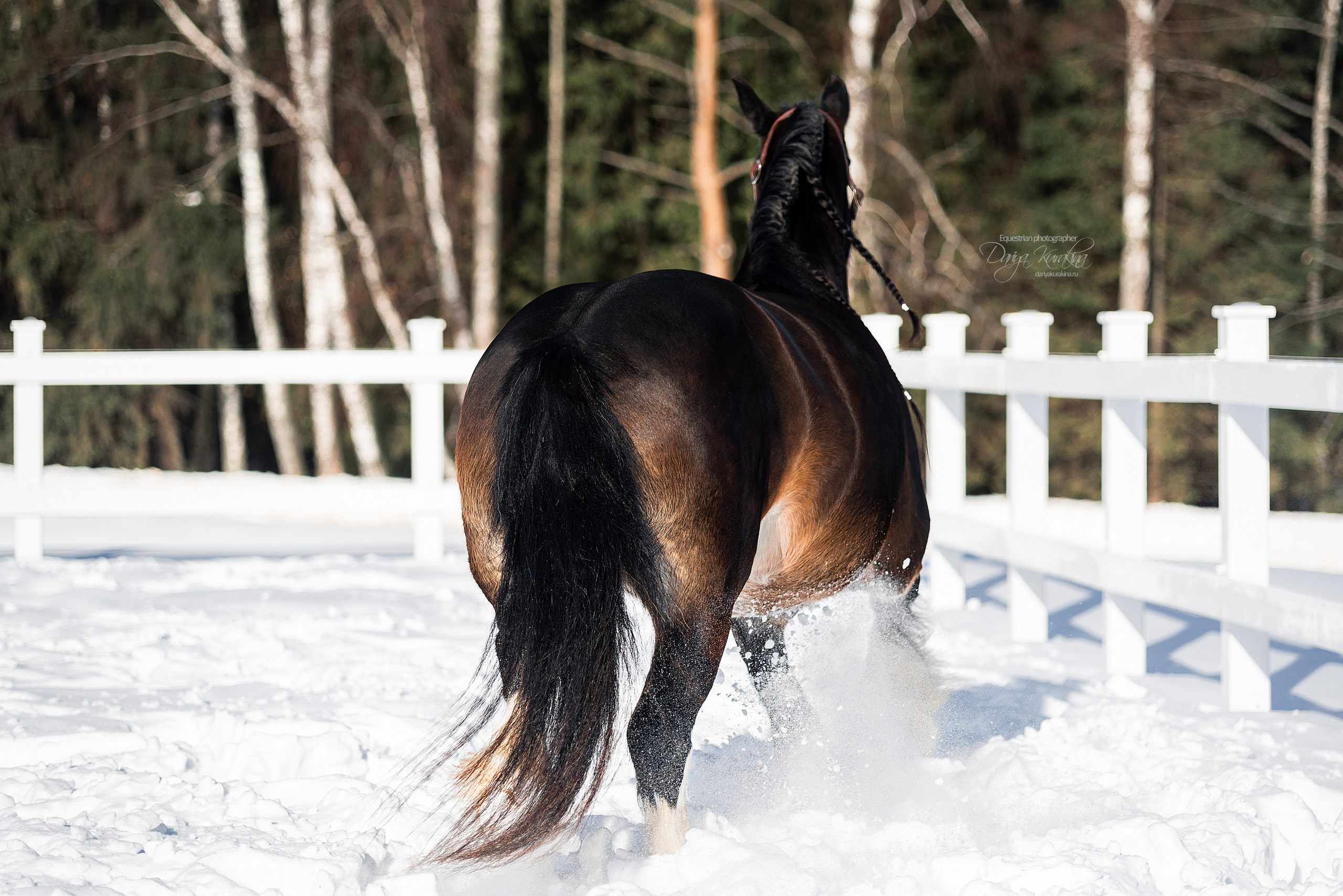 Лафарейдо. Конный фотограф Куракина Дарья • Фотосессии с лошадьми