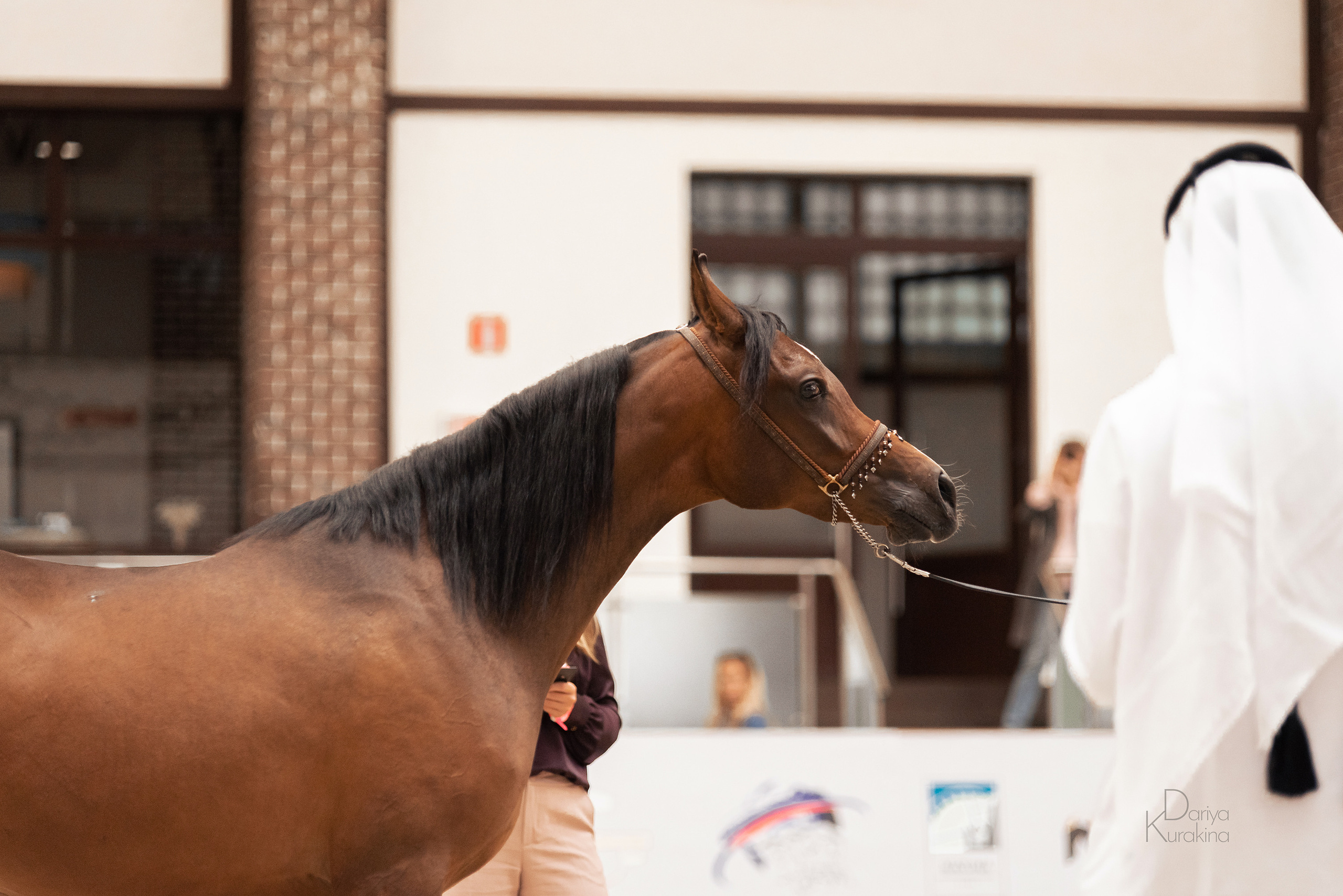 Конная Россия 2021. Конный фотограф Куракина Дарья • Фотосессии с лошадьми