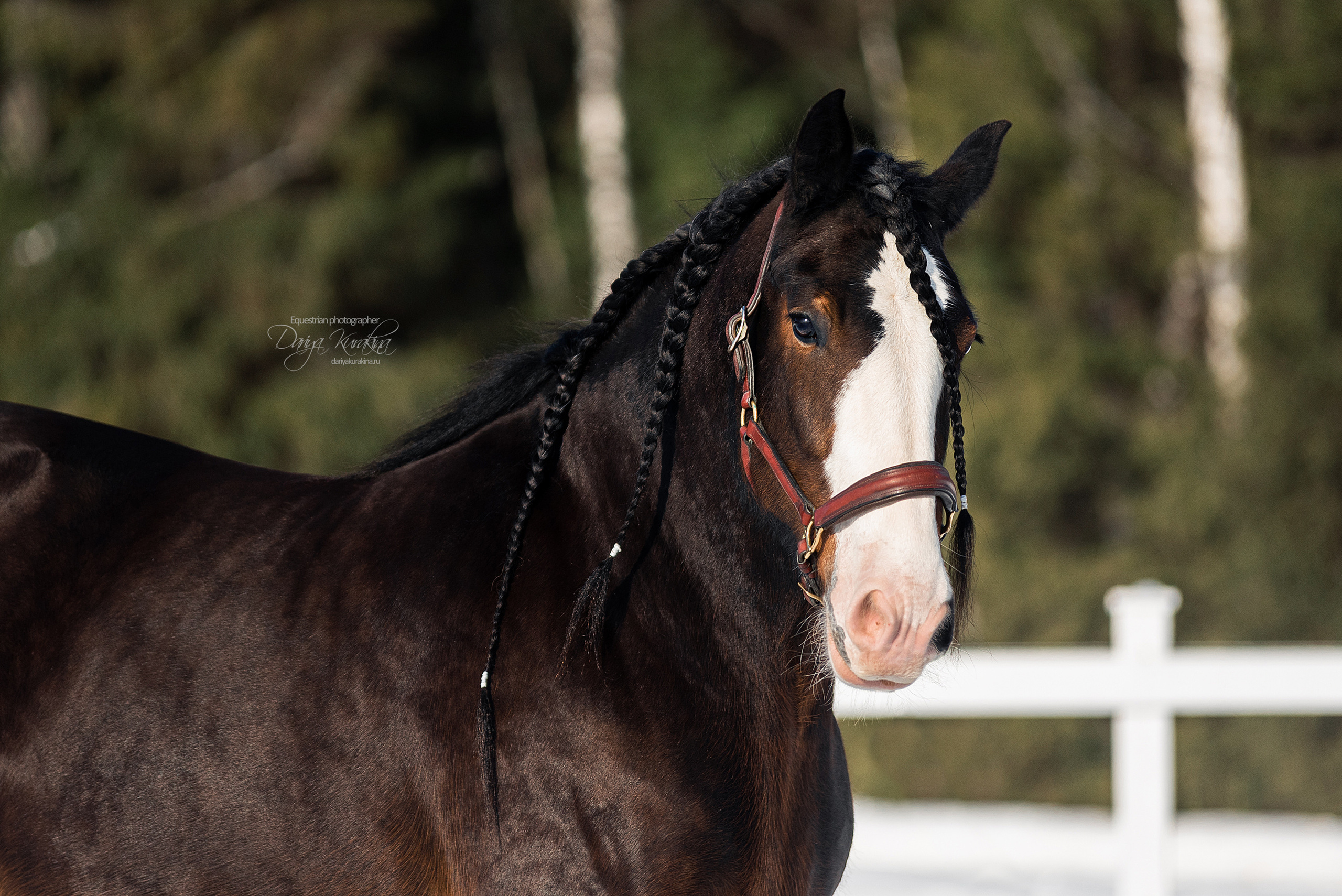 Лафарейдо. Конный фотограф Куракина Дарья • Фотосессии с лошадьми