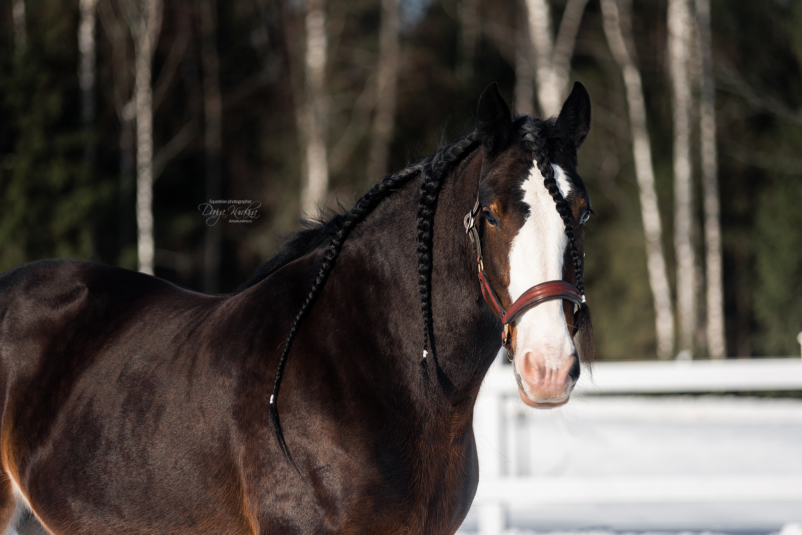 Лафарейдо. Конный фотограф Куракина Дарья • Фотосессии с лошадьми