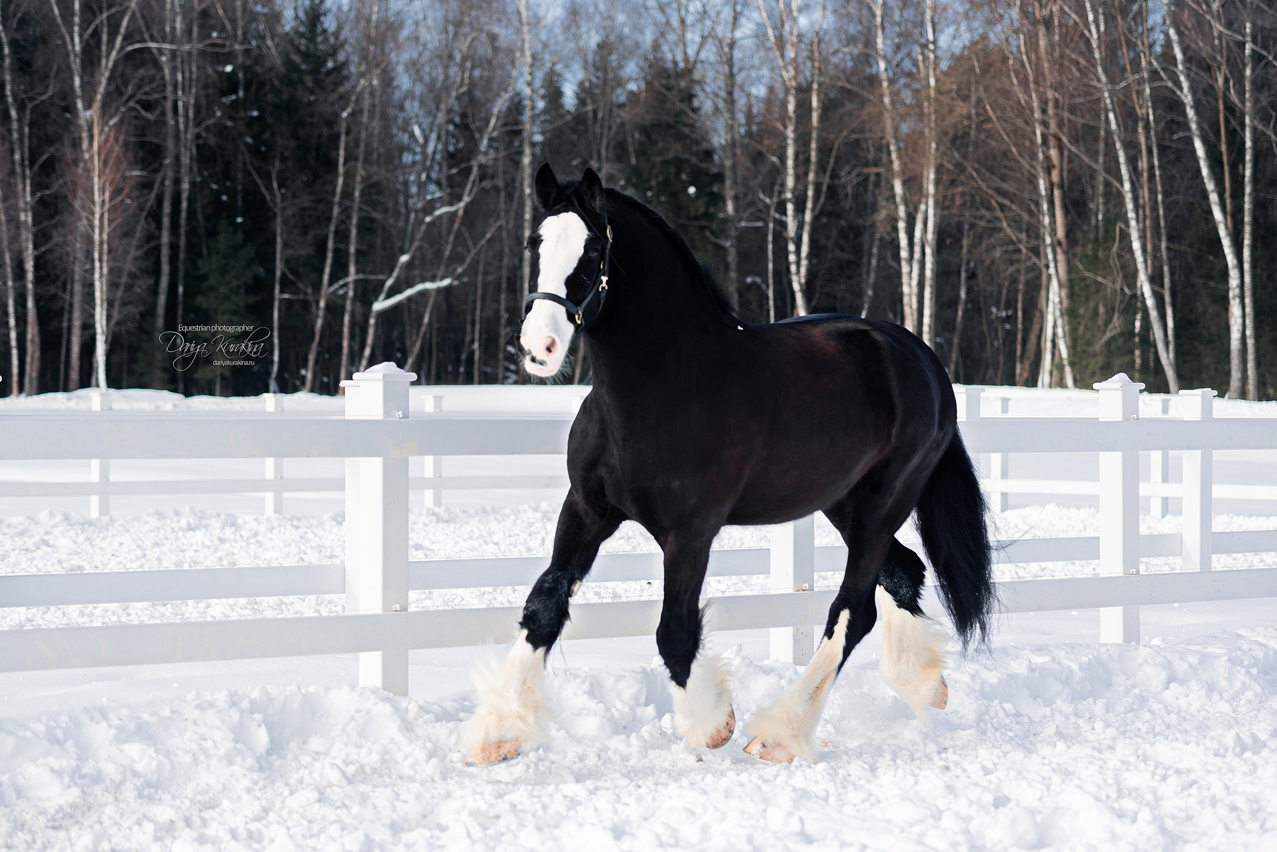 Лафарейдо. Конный фотограф Куракина Дарья • Фотосессии с лошадьми