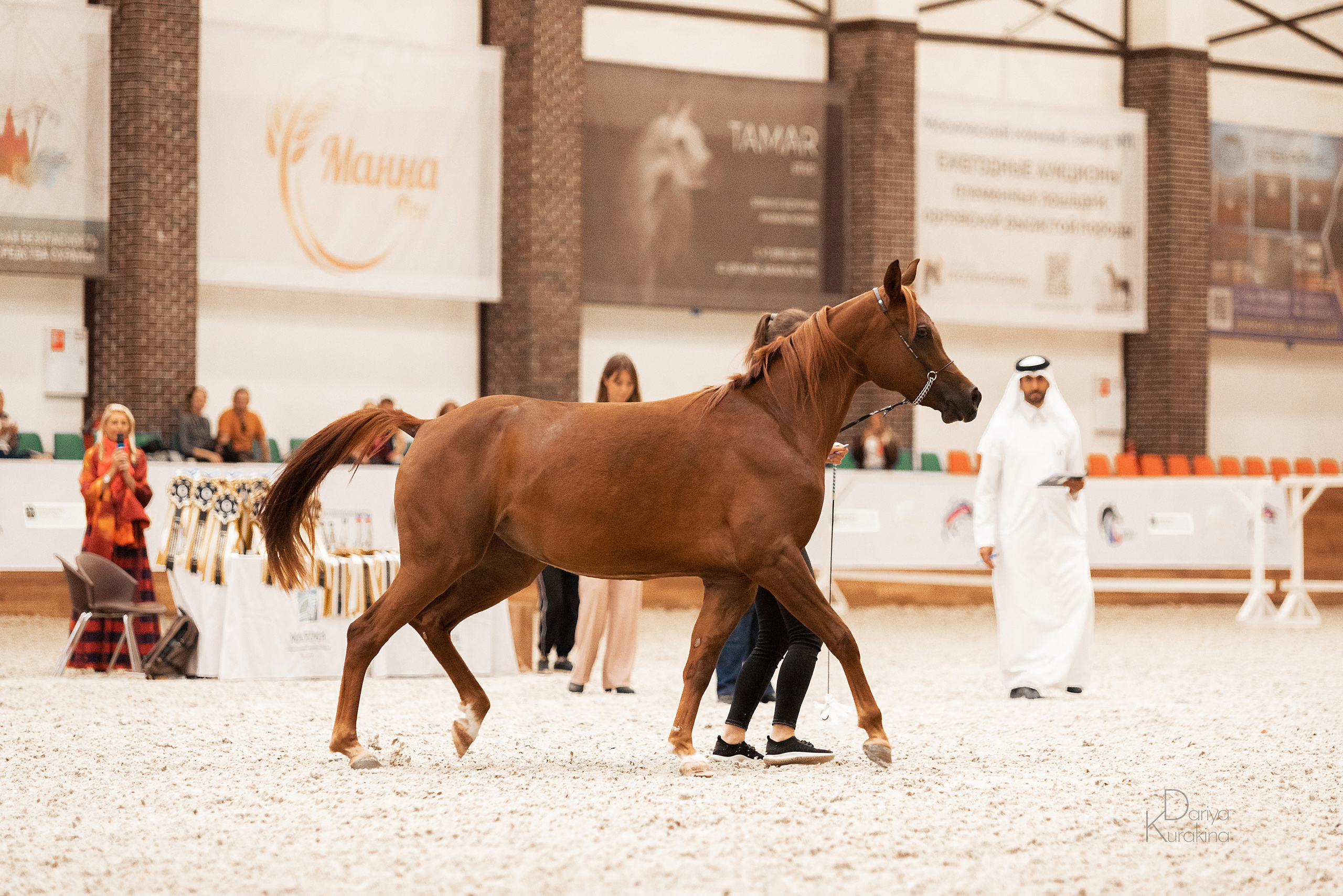 Конная Россия 2021. Конный фотограф Куракина Дарья • Фотосессии с лошадьми