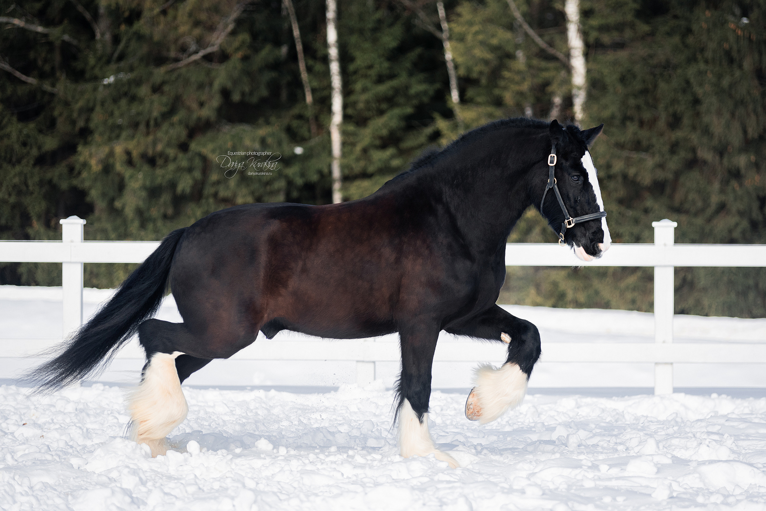 Лафарейдо. Конный фотограф Куракина Дарья • Фотосессии с лошадьми