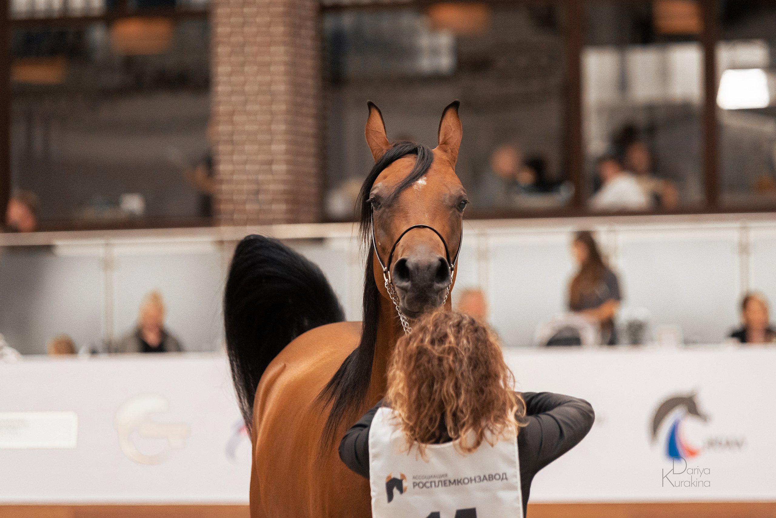 Конная Россия 2021. Конный фотограф Куракина Дарья • Фотосессии с лошадьми