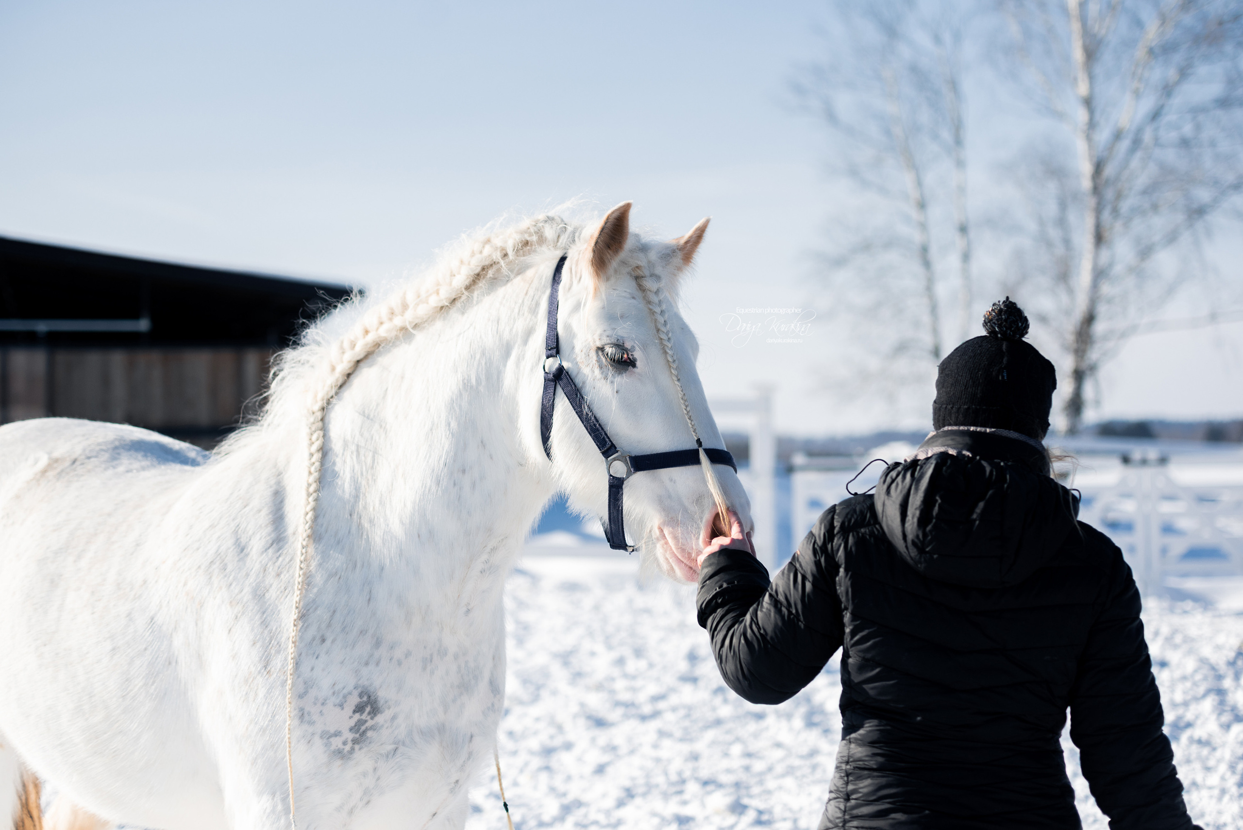 Лафарейдо. Конный фотограф Куракина Дарья • Фотосессии с лошадьми