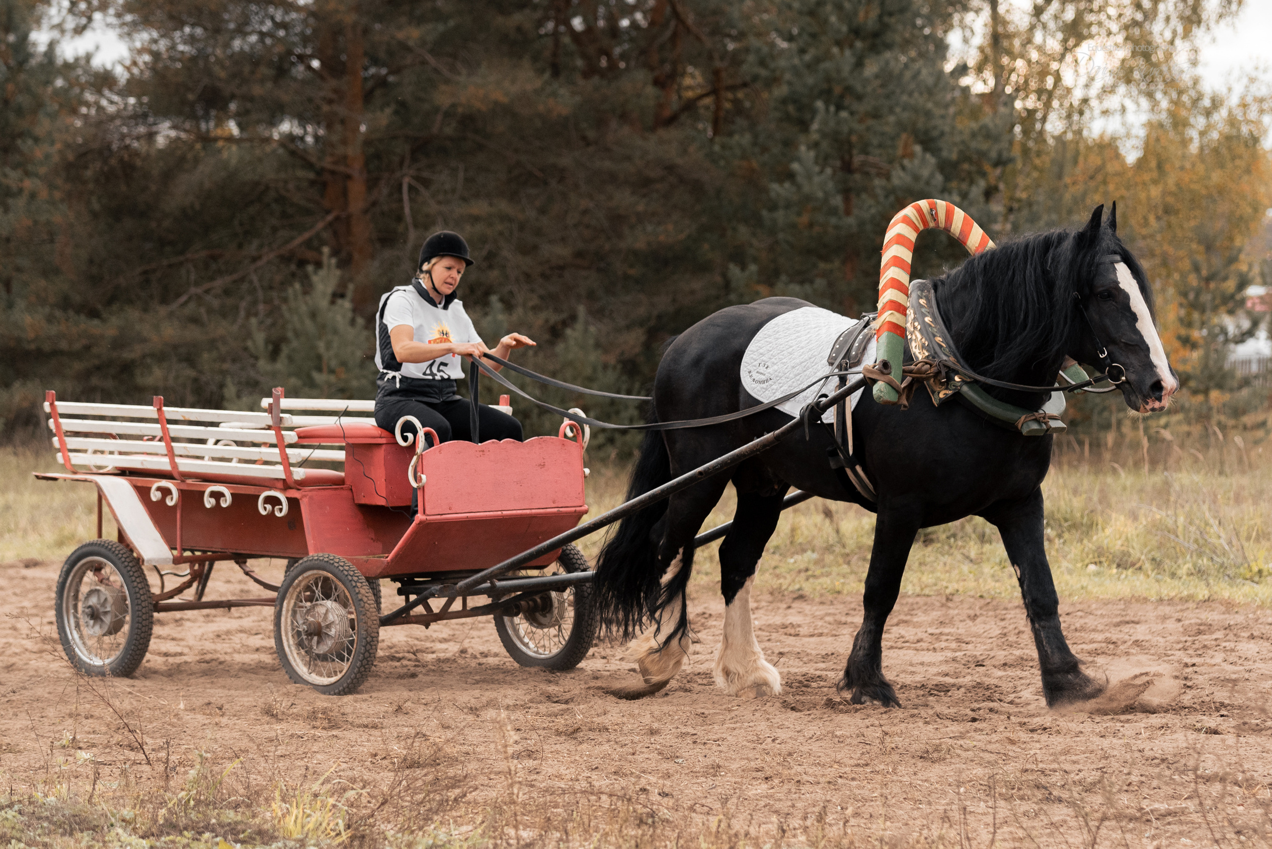 Богдарня. Конный фотограф Куракина Дарья • Фотосессии с лошадьми