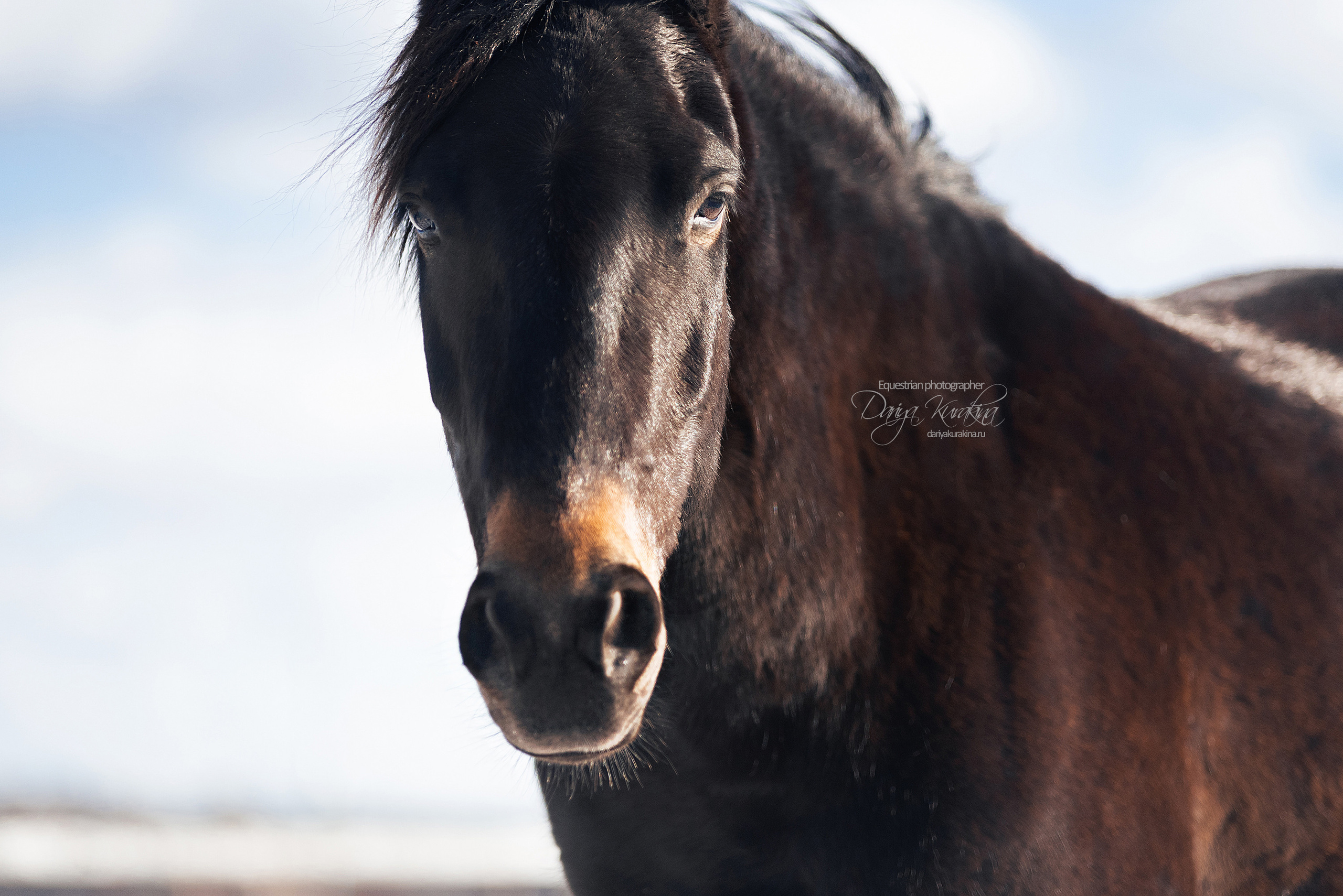 Кроули. Конный фотограф Куракина Дарья • Фотосессии с лошадьми