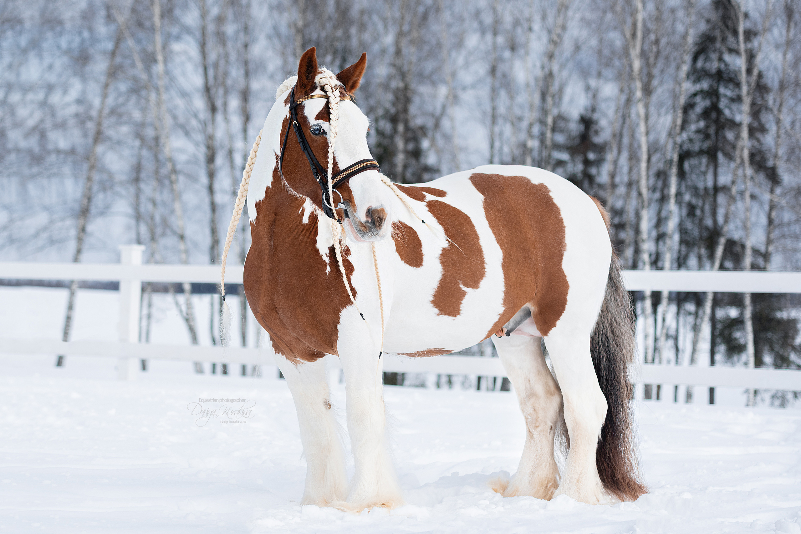 Лафарейдо. Конный фотограф Куракина Дарья • Фотосессии с лошадьми