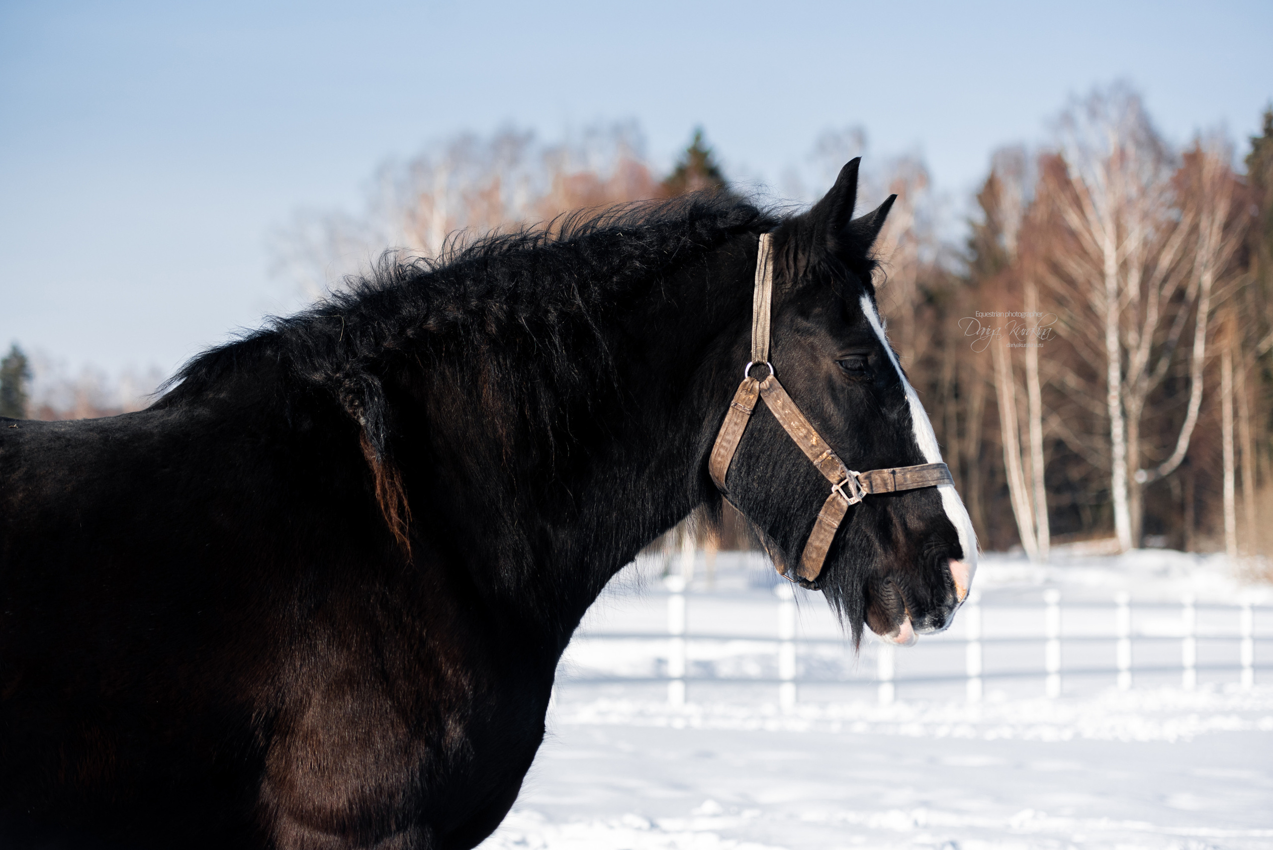 Лафарейдо. Конный фотограф Куракина Дарья • Фотосессии с лошадьми