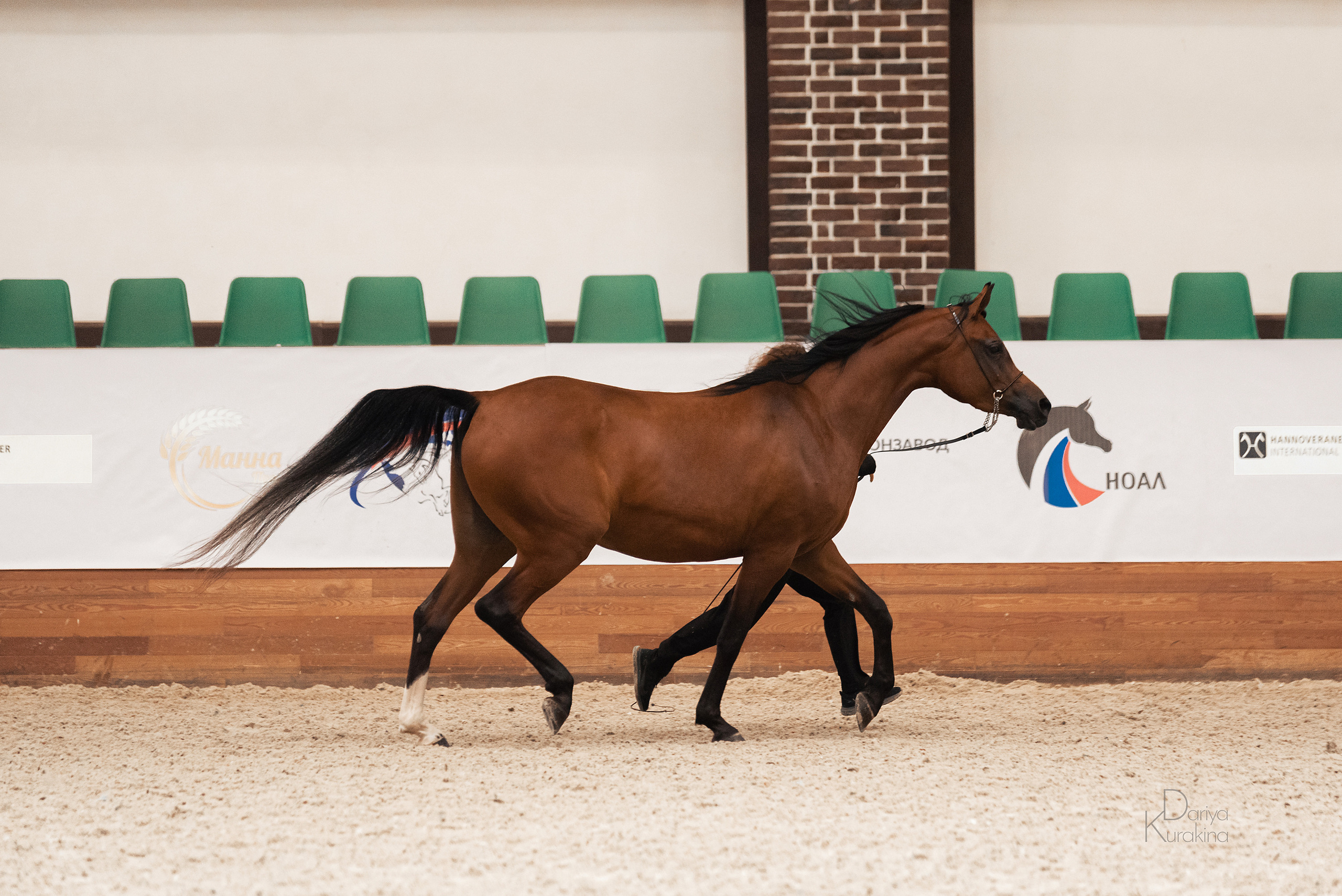 Конная Россия 2021. Конный фотограф Куракина Дарья • Фотосессии с лошадьми