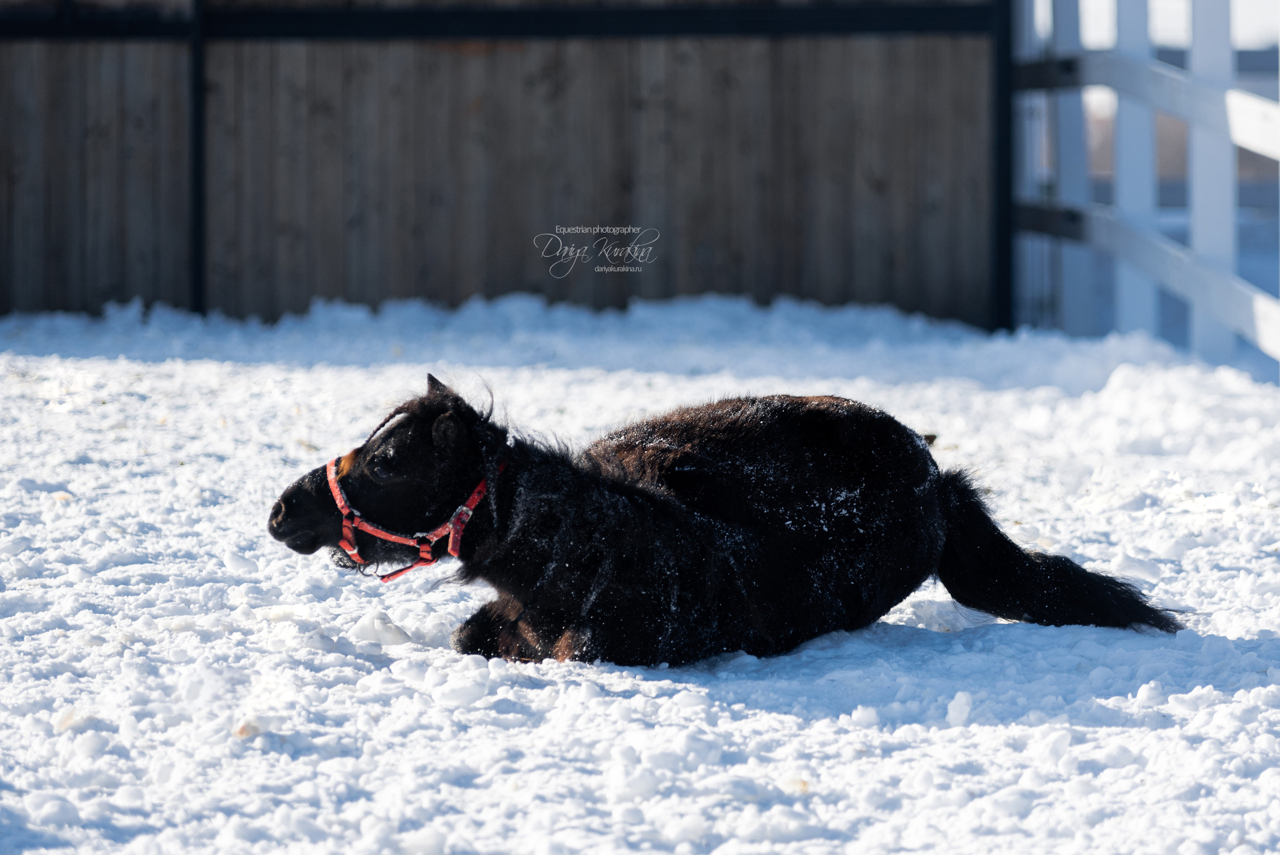 Лафарейдо. Конный фотограф Куракина Дарья • Фотосессии с лошадьми