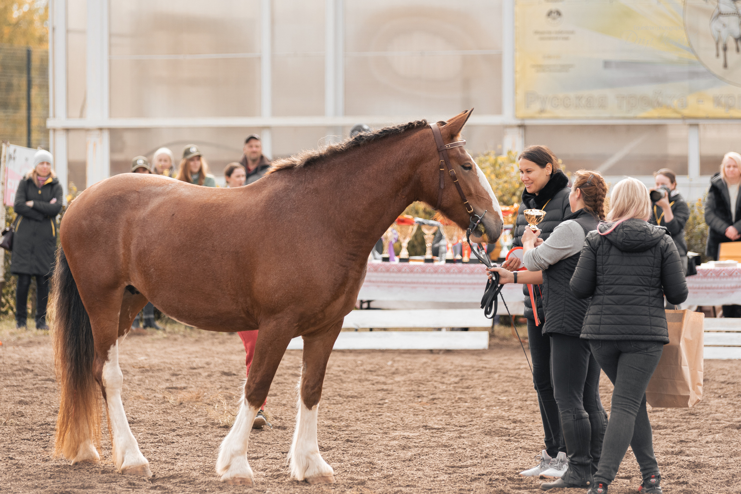 Богдарня. Конный фотограф Куракина Дарья • Фотосессии с лошадьми