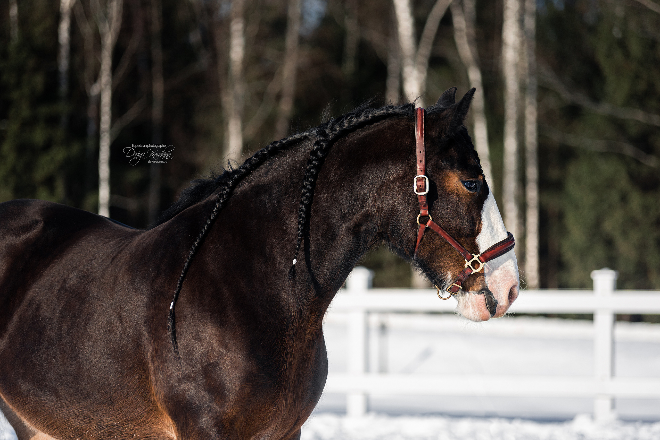 Лафарейдо. Конный фотограф Куракина Дарья • Фотосессии с лошадьми