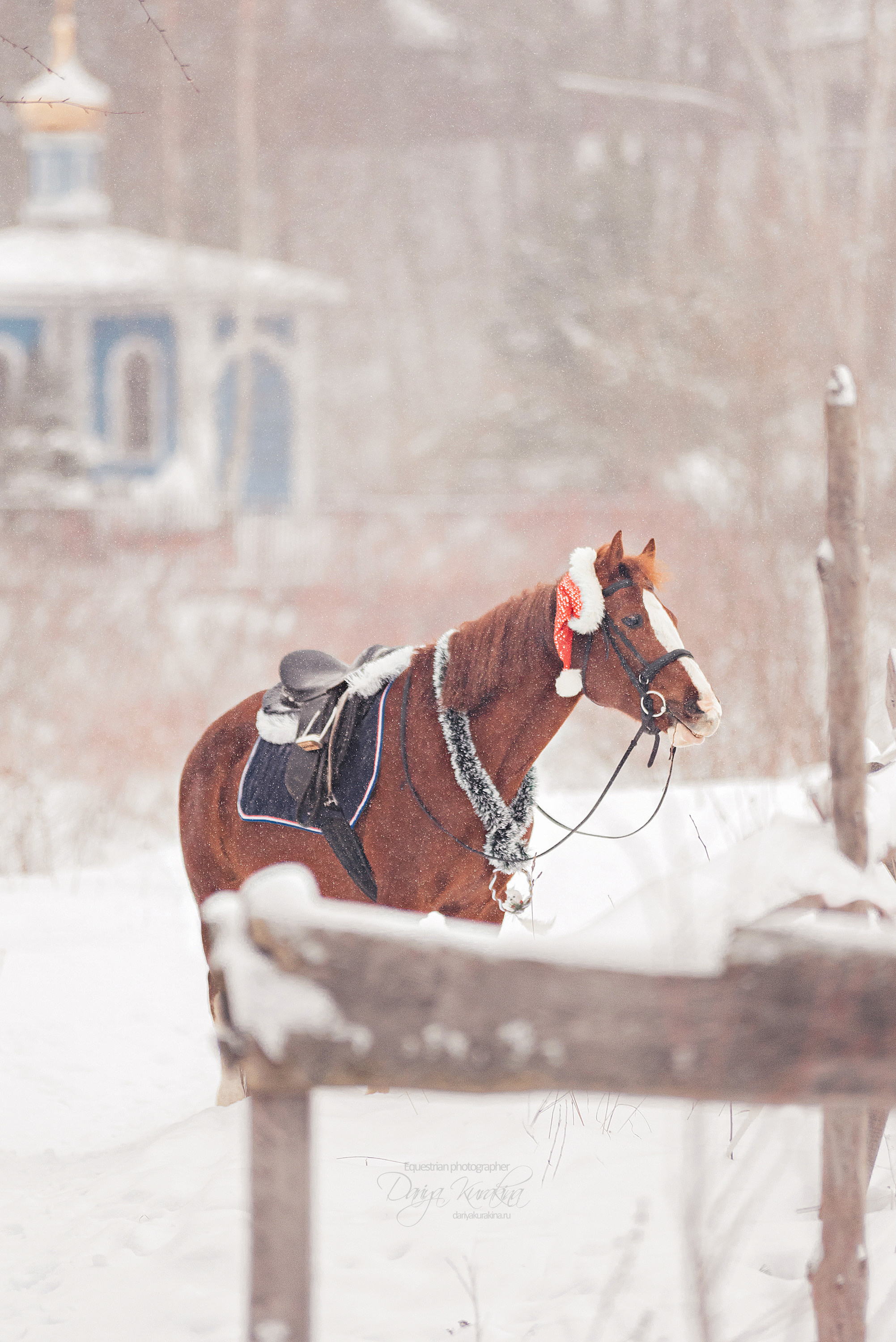 Атос. Конный фотограф Куракина Дарья • Фотосессии с лошадьми