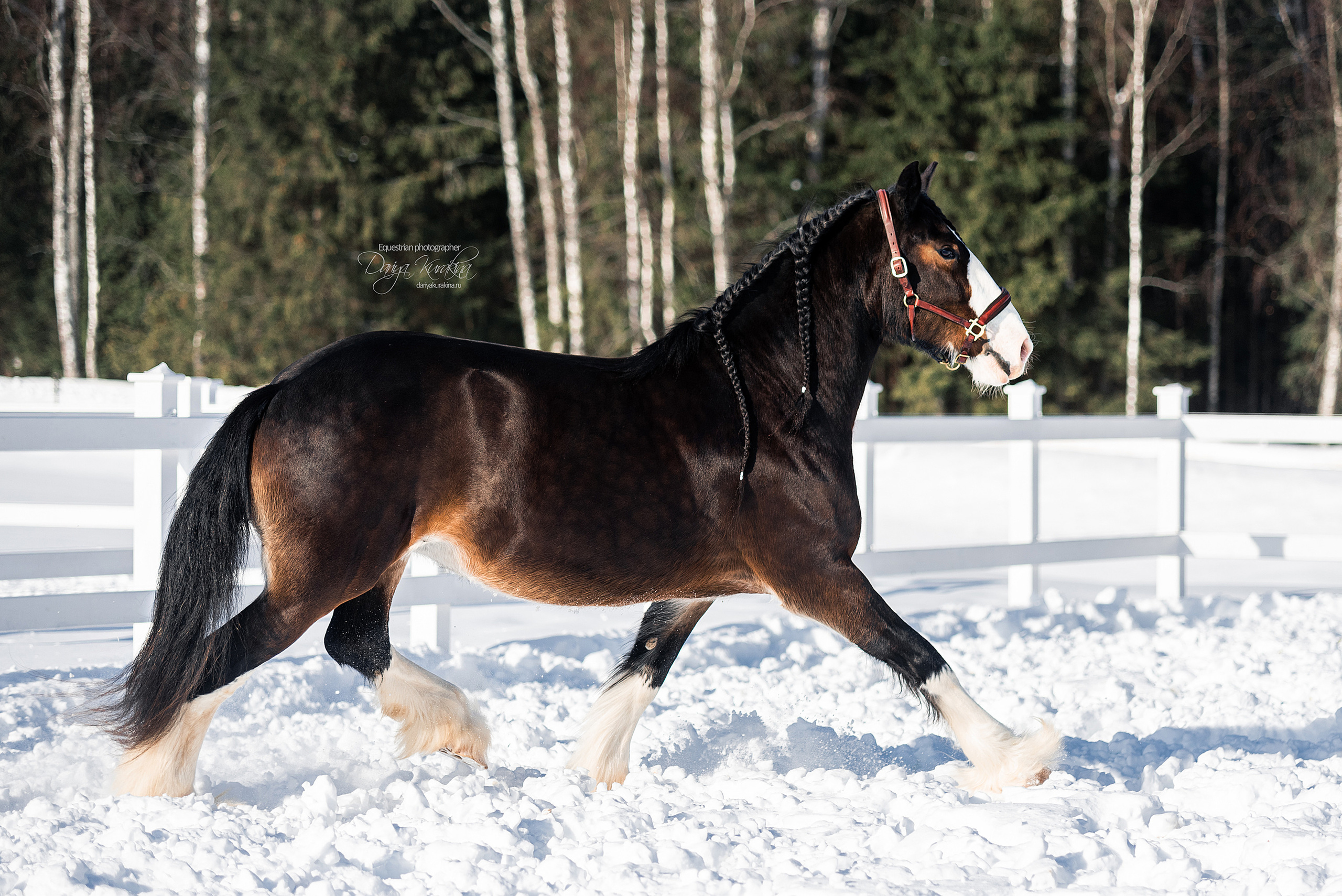 Лафарейдо. Конный фотограф Куракина Дарья • Фотосессии с лошадьми