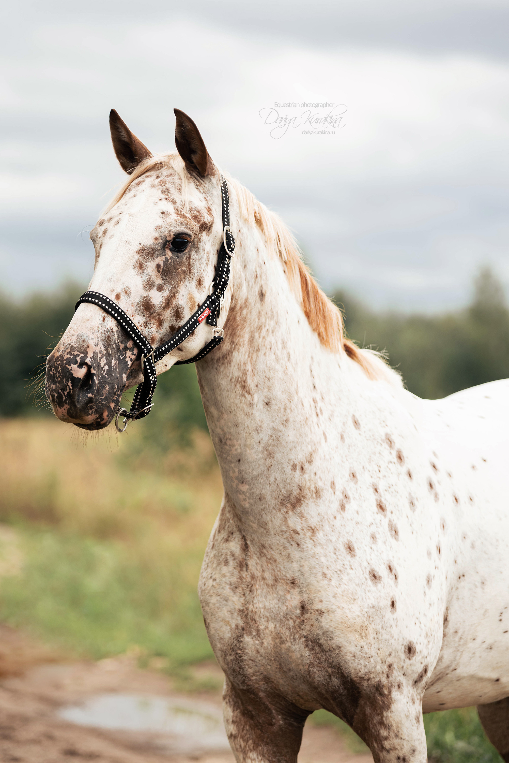 Кнабы. Конный фотограф Куракина Дарья • Фотосессии с лошадьми
