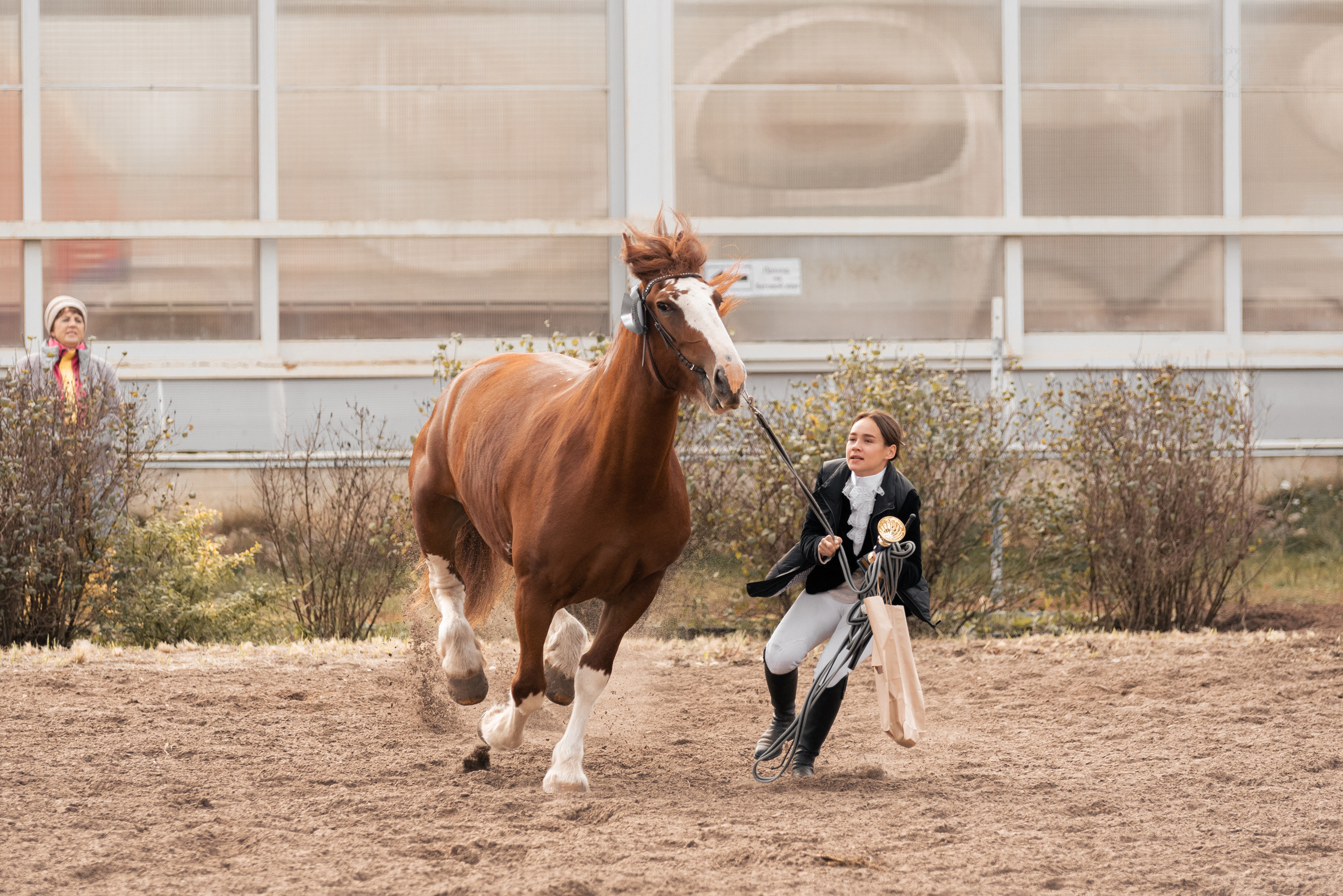 Богдарня. Конный фотограф Куракина Дарья • Фотосессии с лошадьми