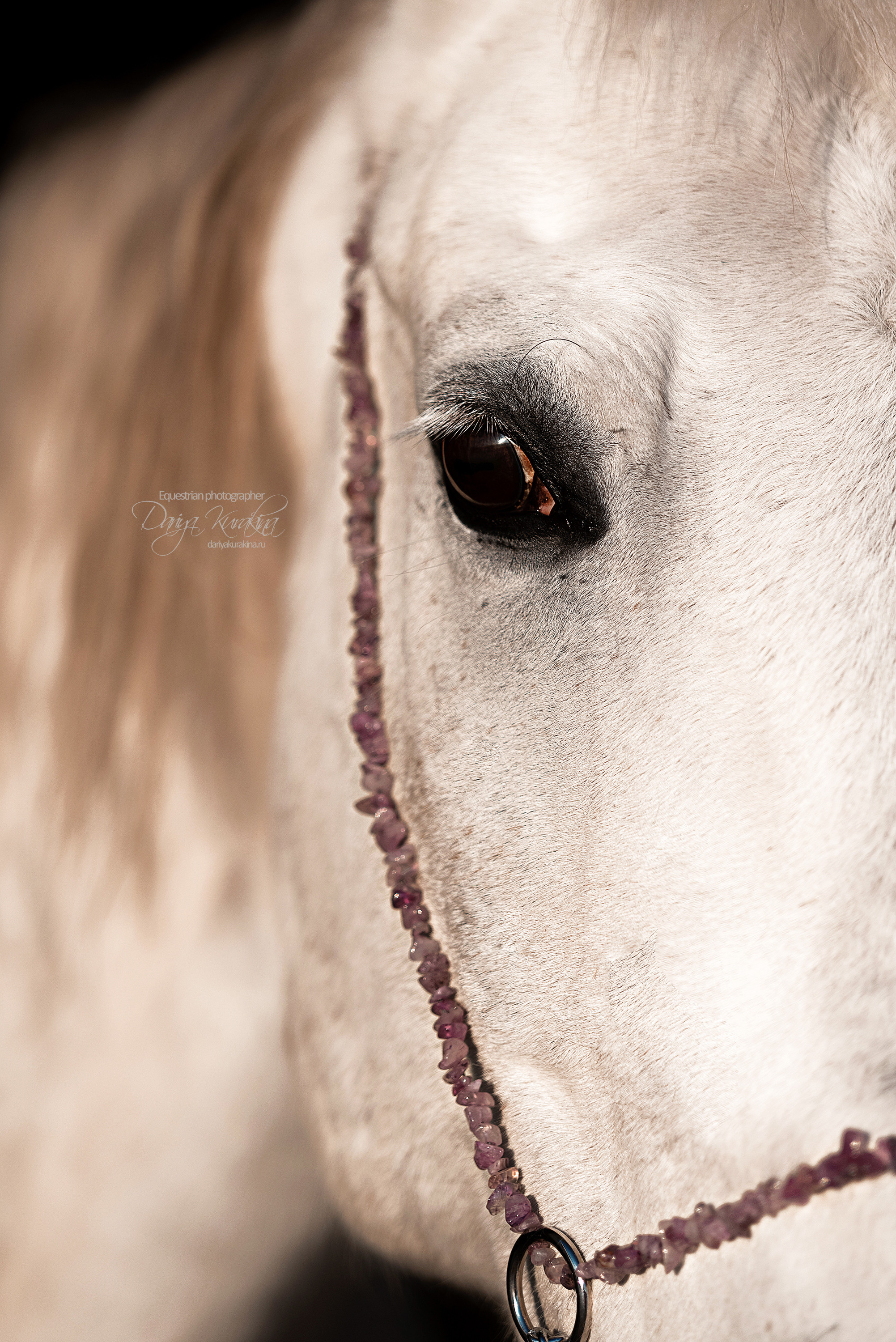 Сияние. Конный фотограф Куракина Дарья • Фотосессии с лошадьми