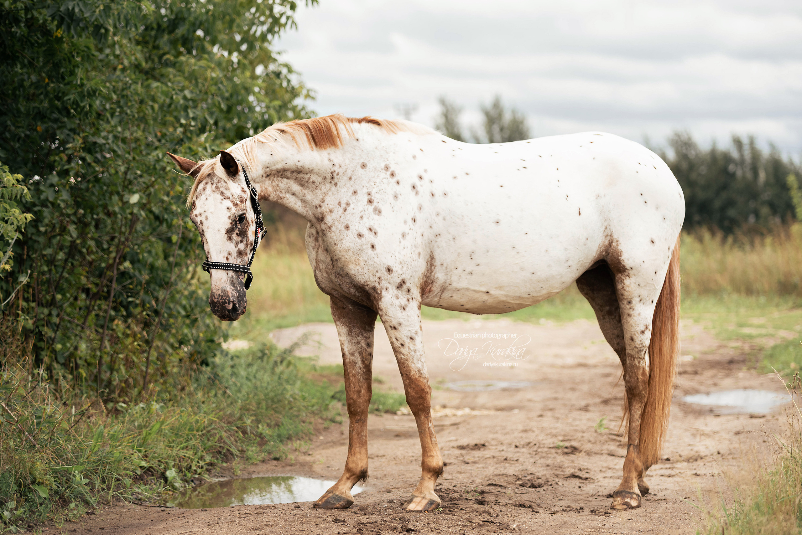 Кнабы. Конный фотограф Куракина Дарья • Фотосессии с лошадьми