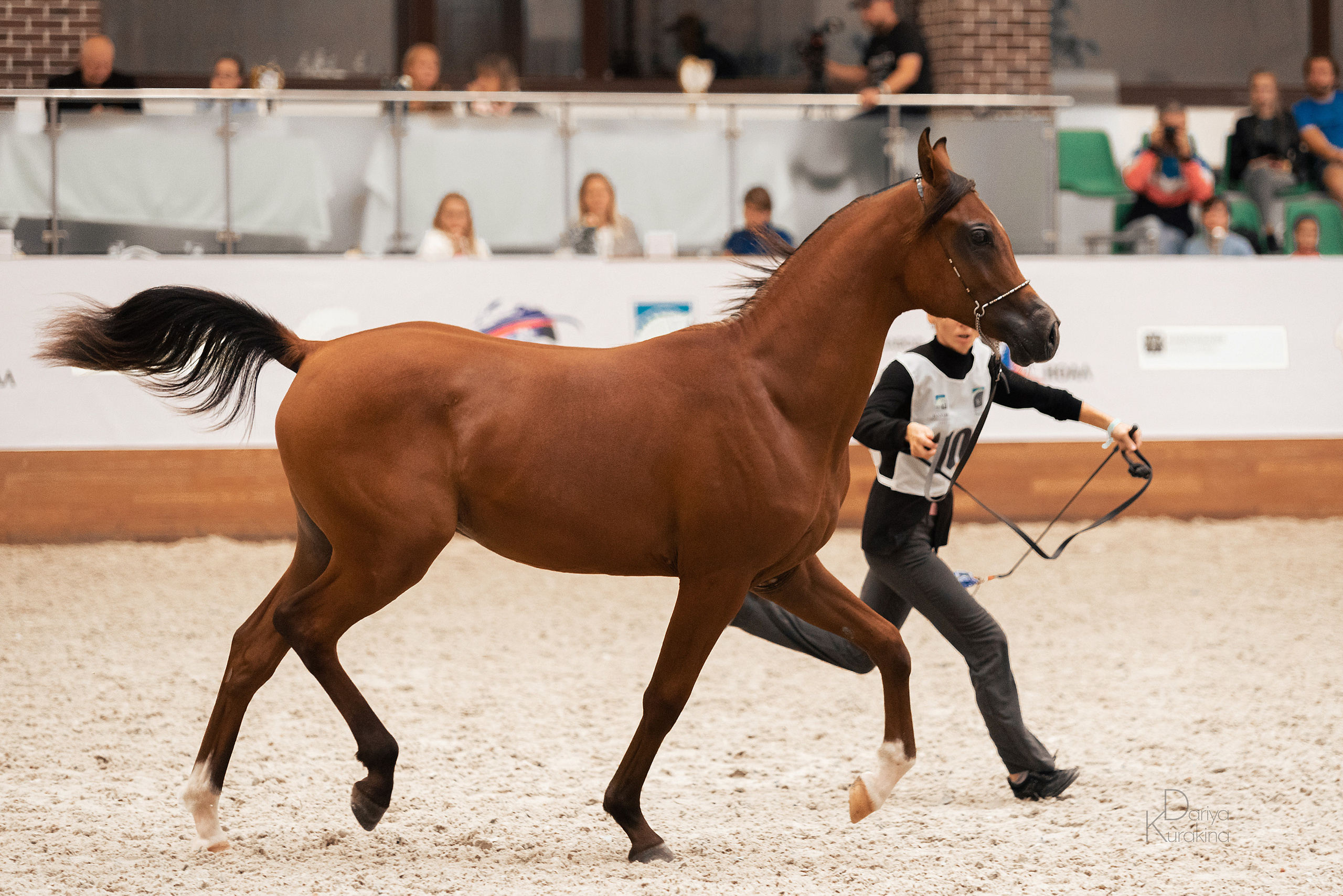 Конная Россия 2021. Конный фотограф Куракина Дарья • Фотосессии с лошадьми