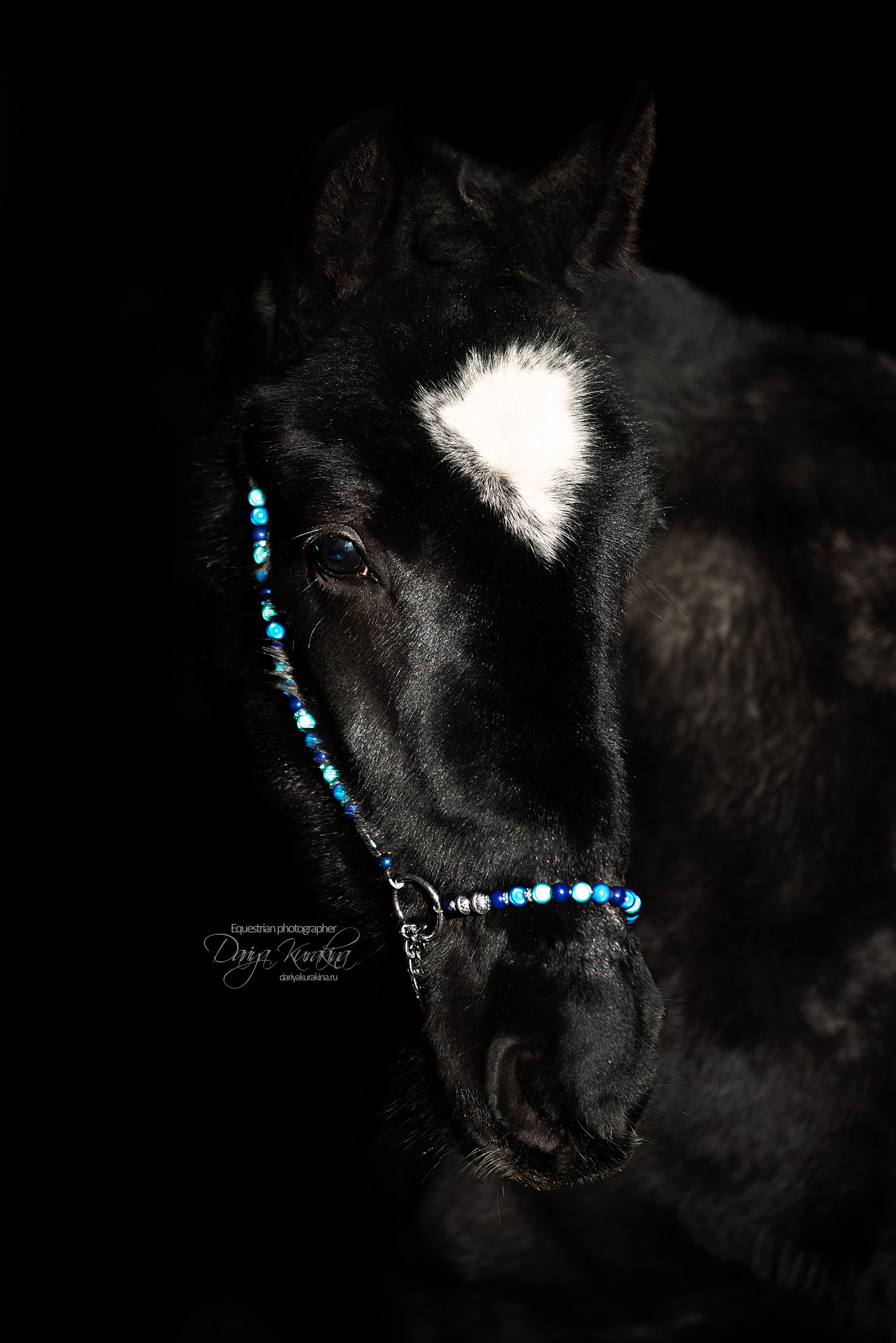 Сияние. Конный фотограф Куракина Дарья • Фотосессии с лошадьми