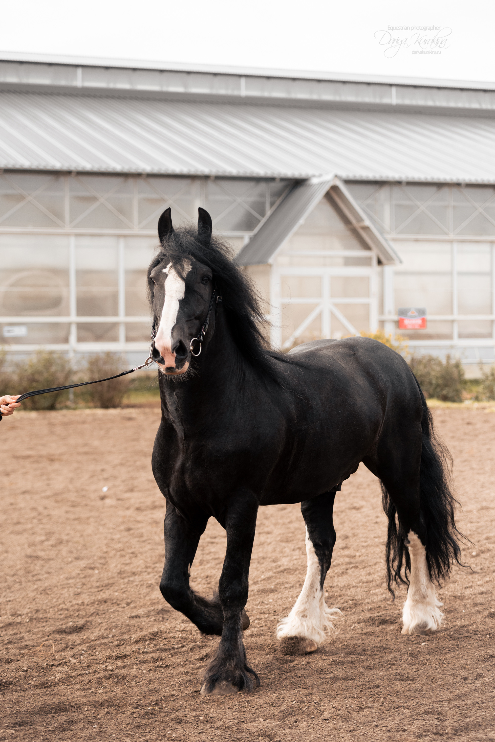 Богдарня. Конный фотограф Куракина Дарья • Фотосессии с лошадьми