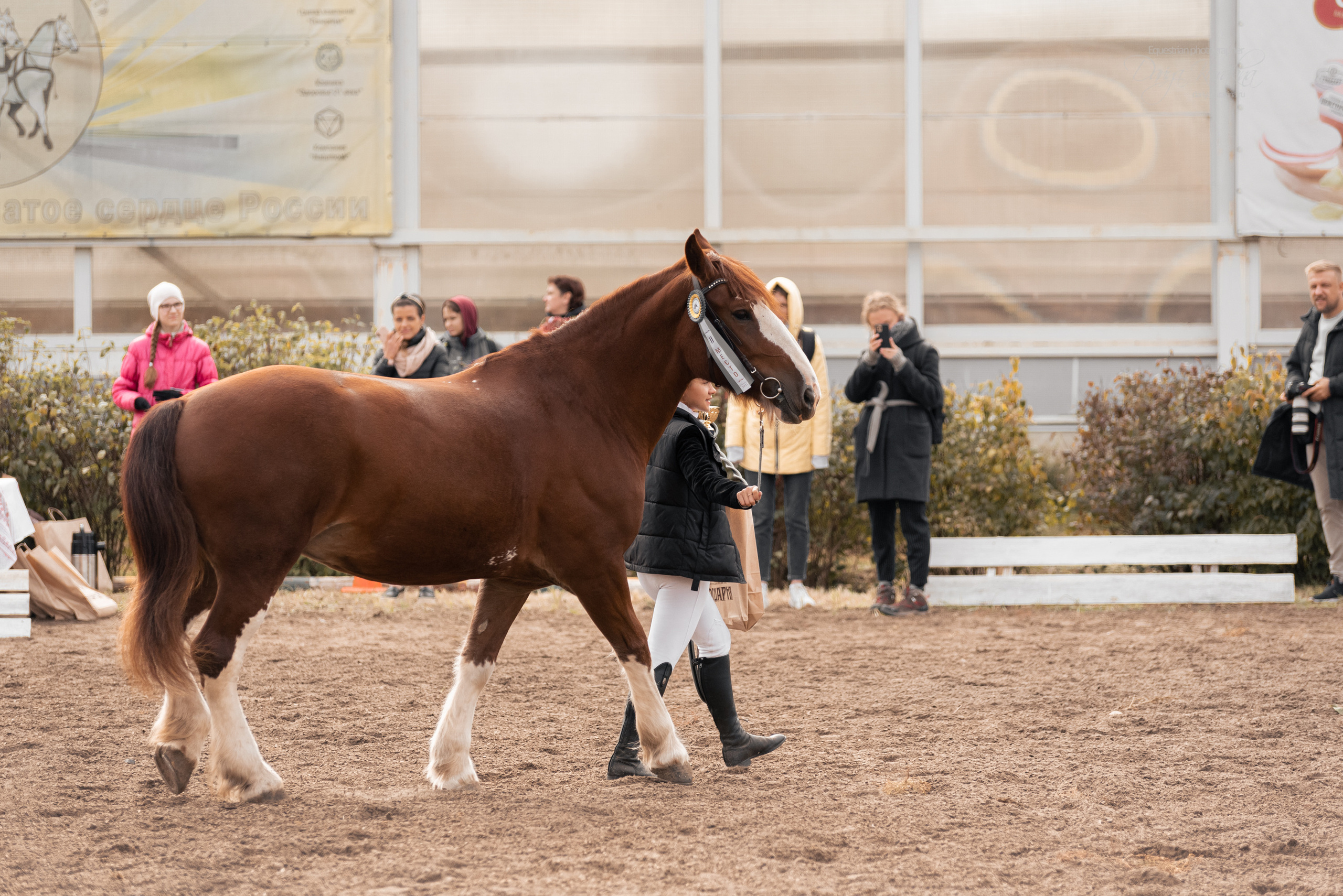 Богдарня. Конный фотограф Куракина Дарья • Фотосессии с лошадьми