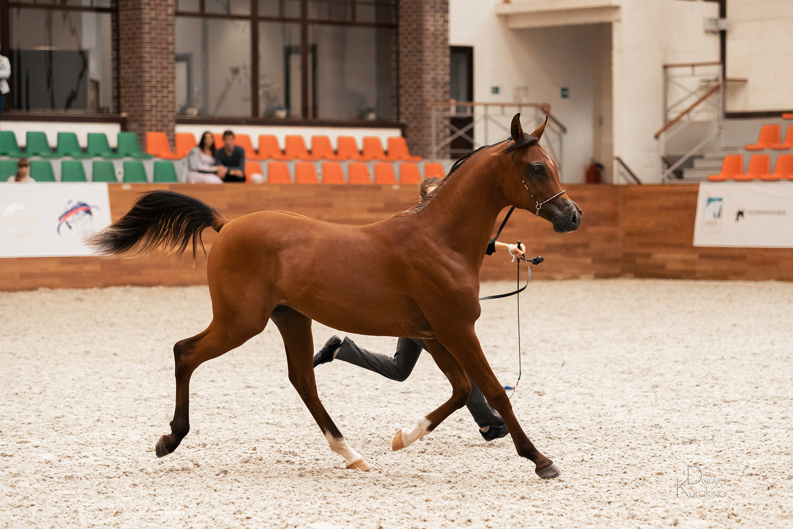 Конная Россия 2021. Конный фотограф Куракина Дарья • Фотосессии с лошадьми