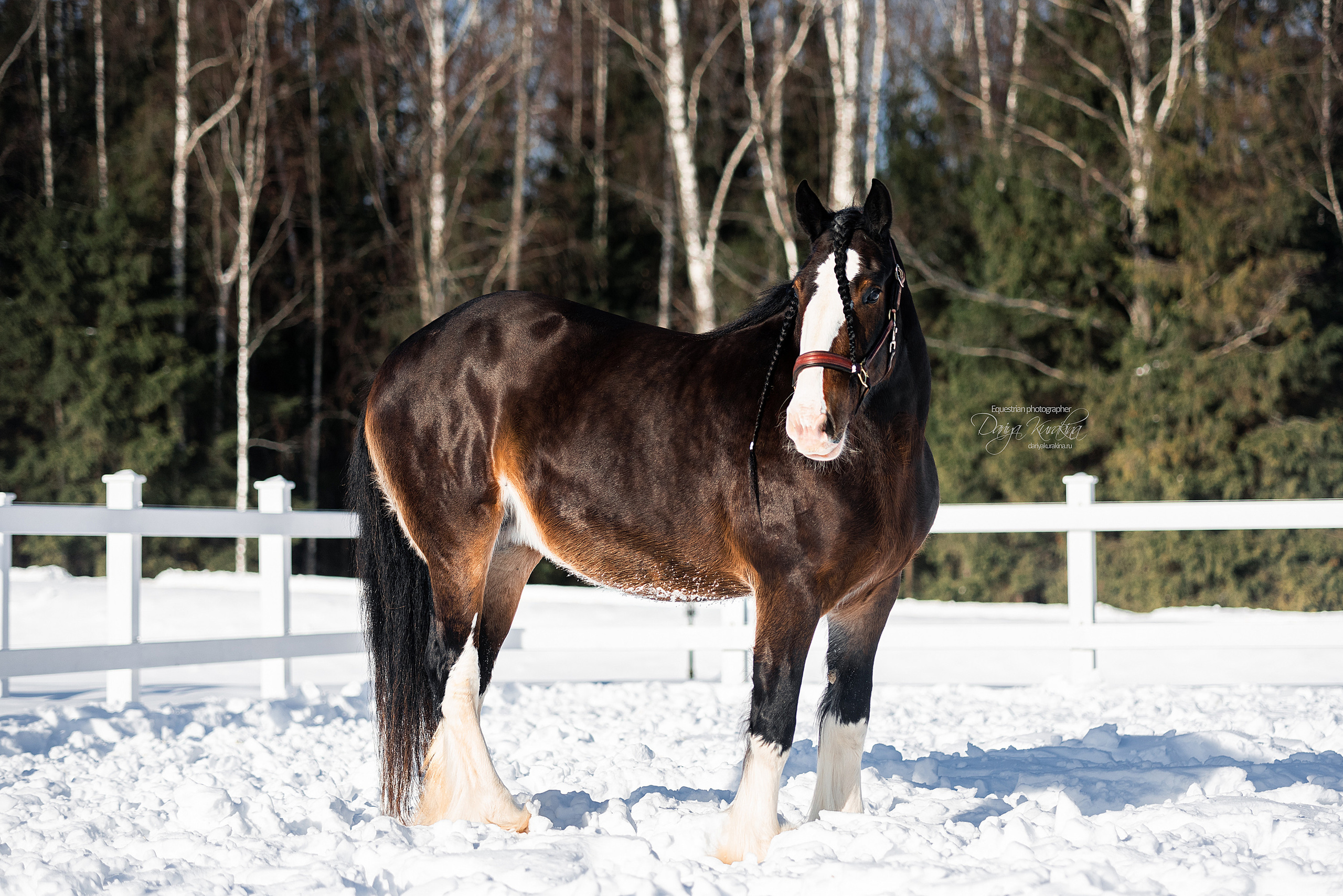Лафарейдо. Конный фотограф Куракина Дарья • Фотосессии с лошадьми