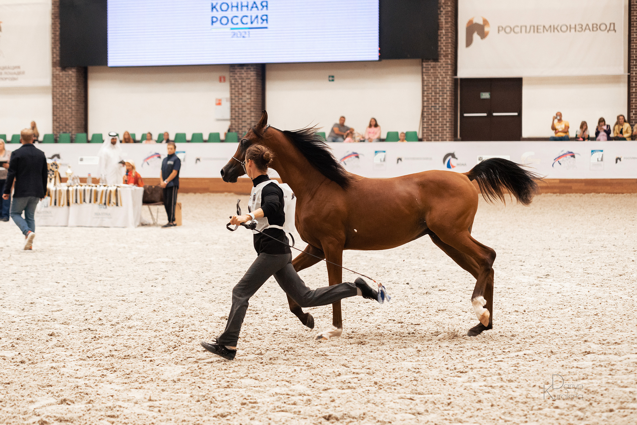 Конная Россия 2021. Конный фотограф Куракина Дарья • Фотосессии с лошадьми