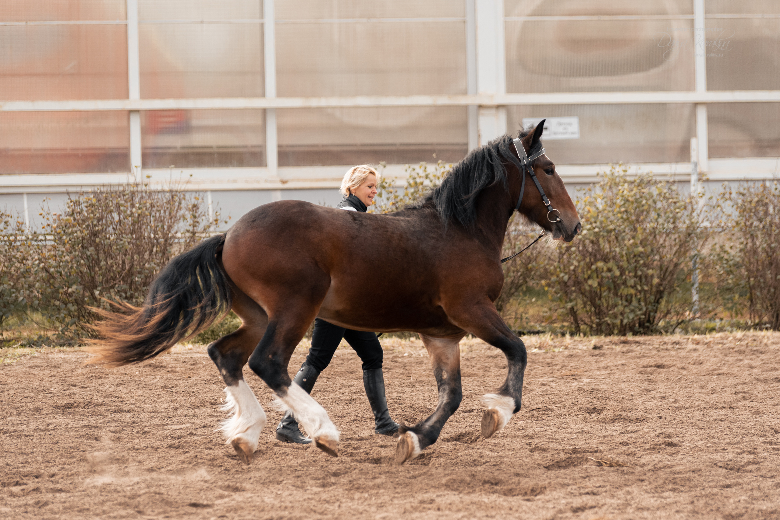 Богдарня. Конный фотограф Куракина Дарья • Фотосессии с лошадьми