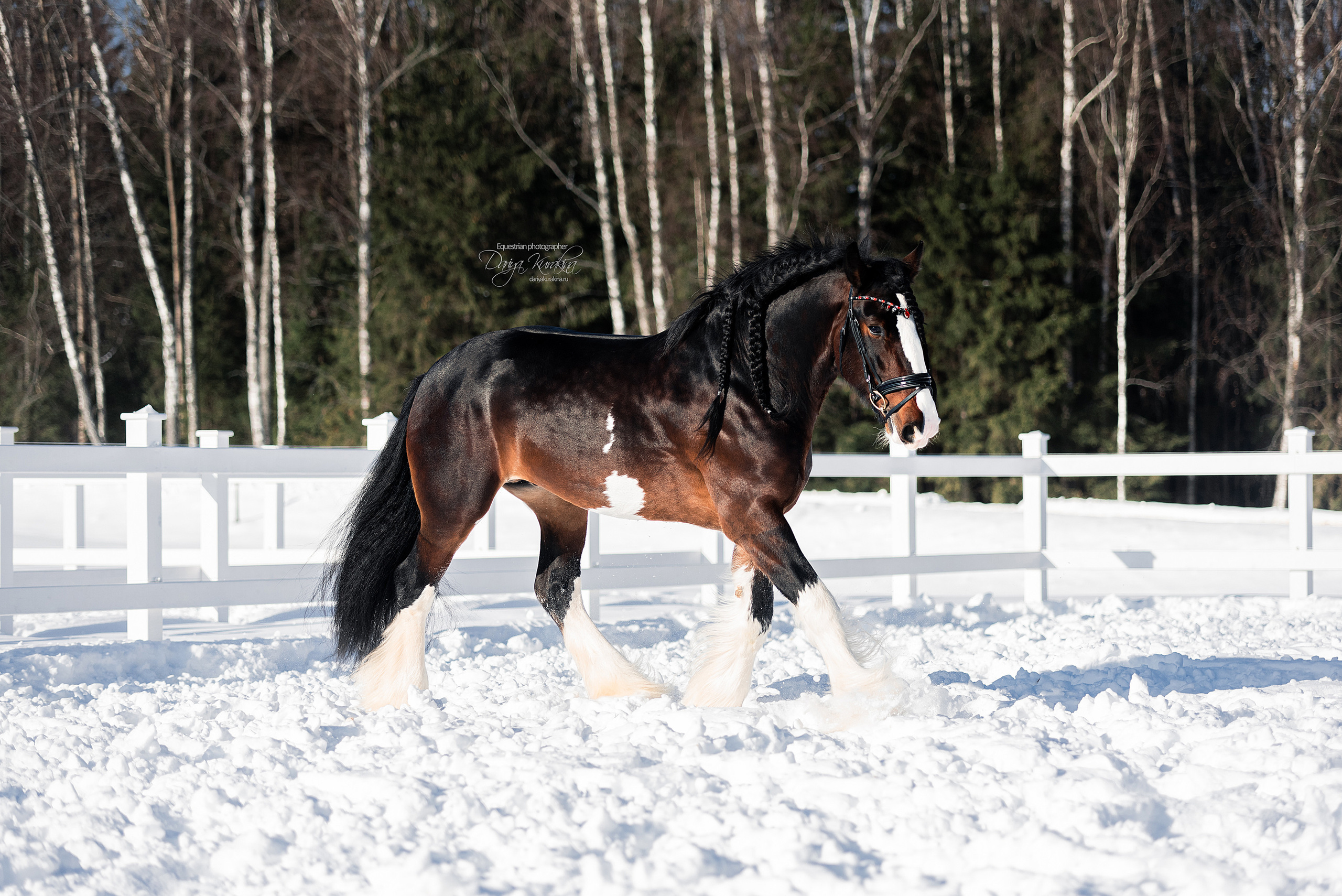 Лафарейдо. Конный фотограф Куракина Дарья • Фотосессии с лошадьми