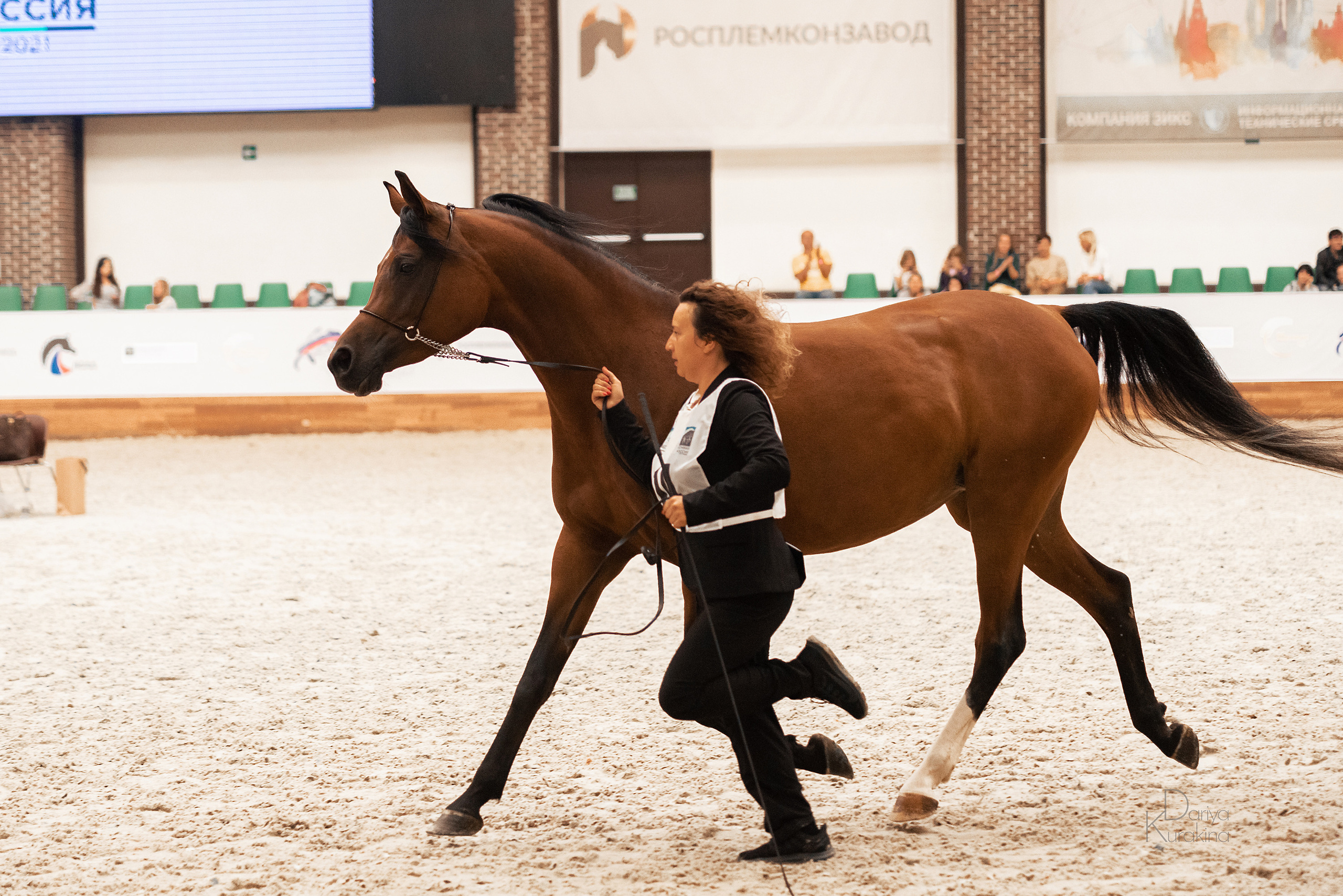 Конная Россия 2021. Конный фотограф Куракина Дарья • Фотосессии с лошадьми