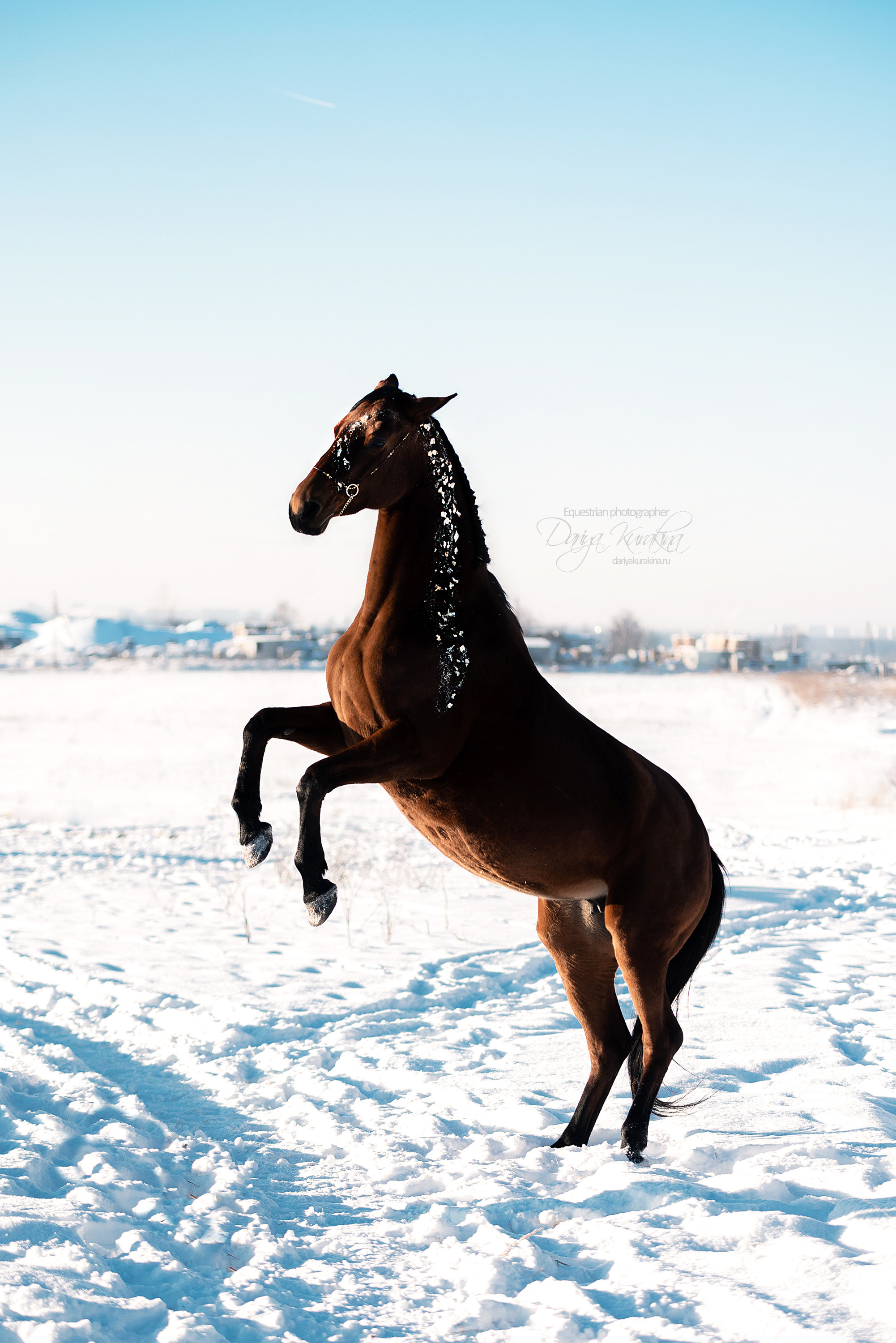 Сияние. Конный фотограф Куракина Дарья • Фотосессии с лошадьми