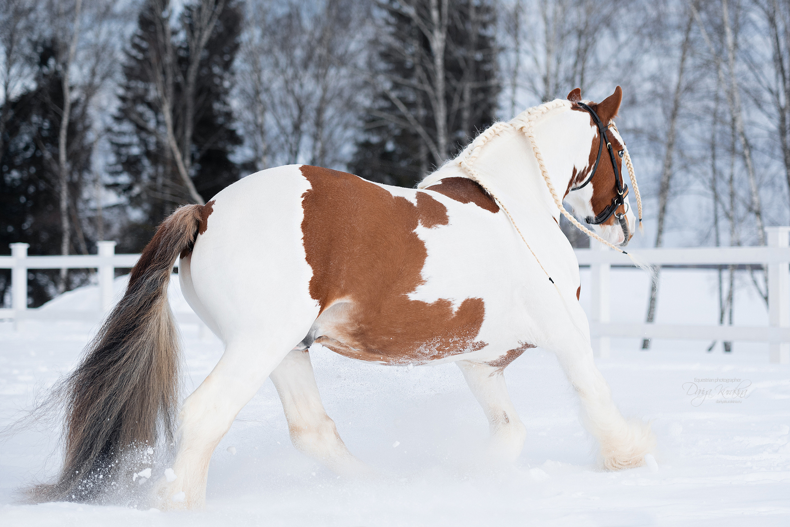 Лафарейдо. Конный фотограф Куракина Дарья • Фотосессии с лошадьми