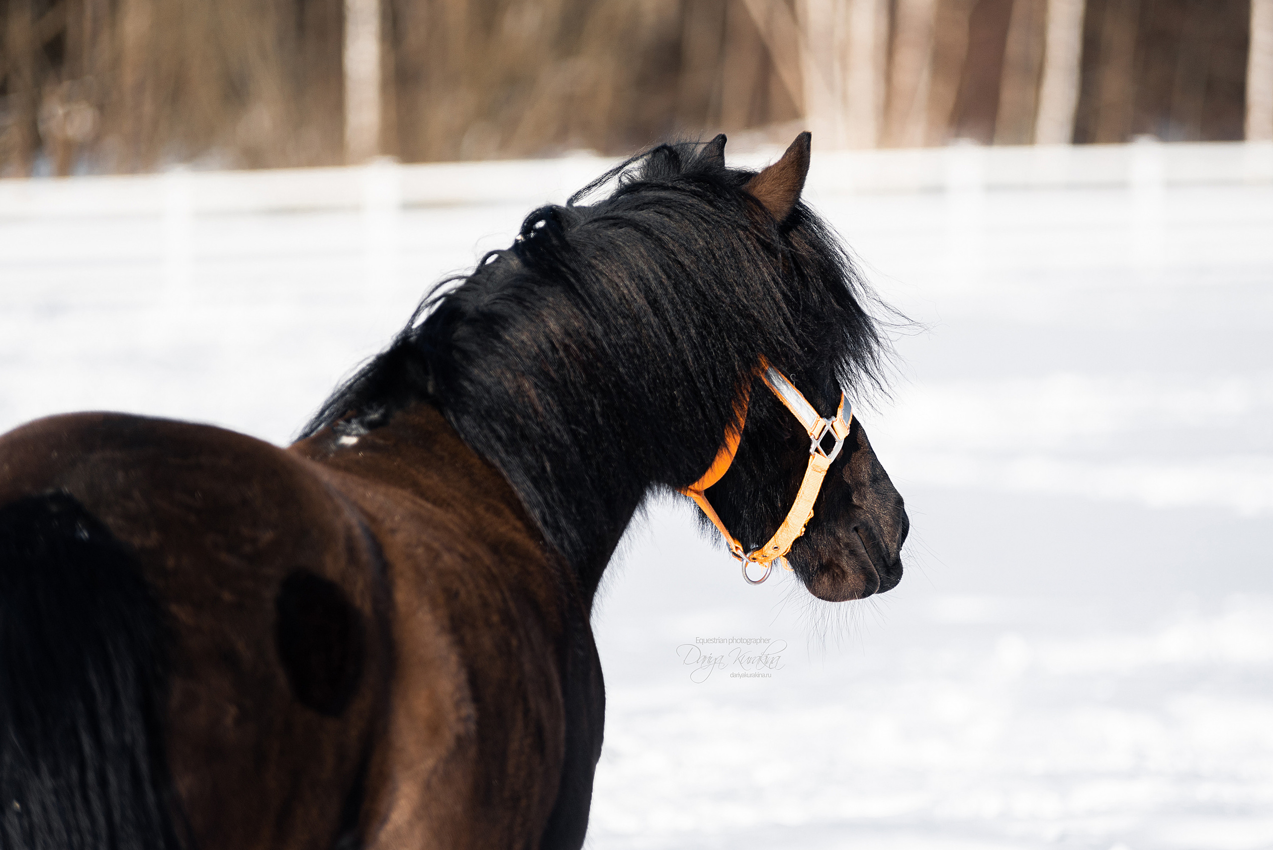 Лафарейдо. Конный фотограф Куракина Дарья • Фотосессии с лошадьми
