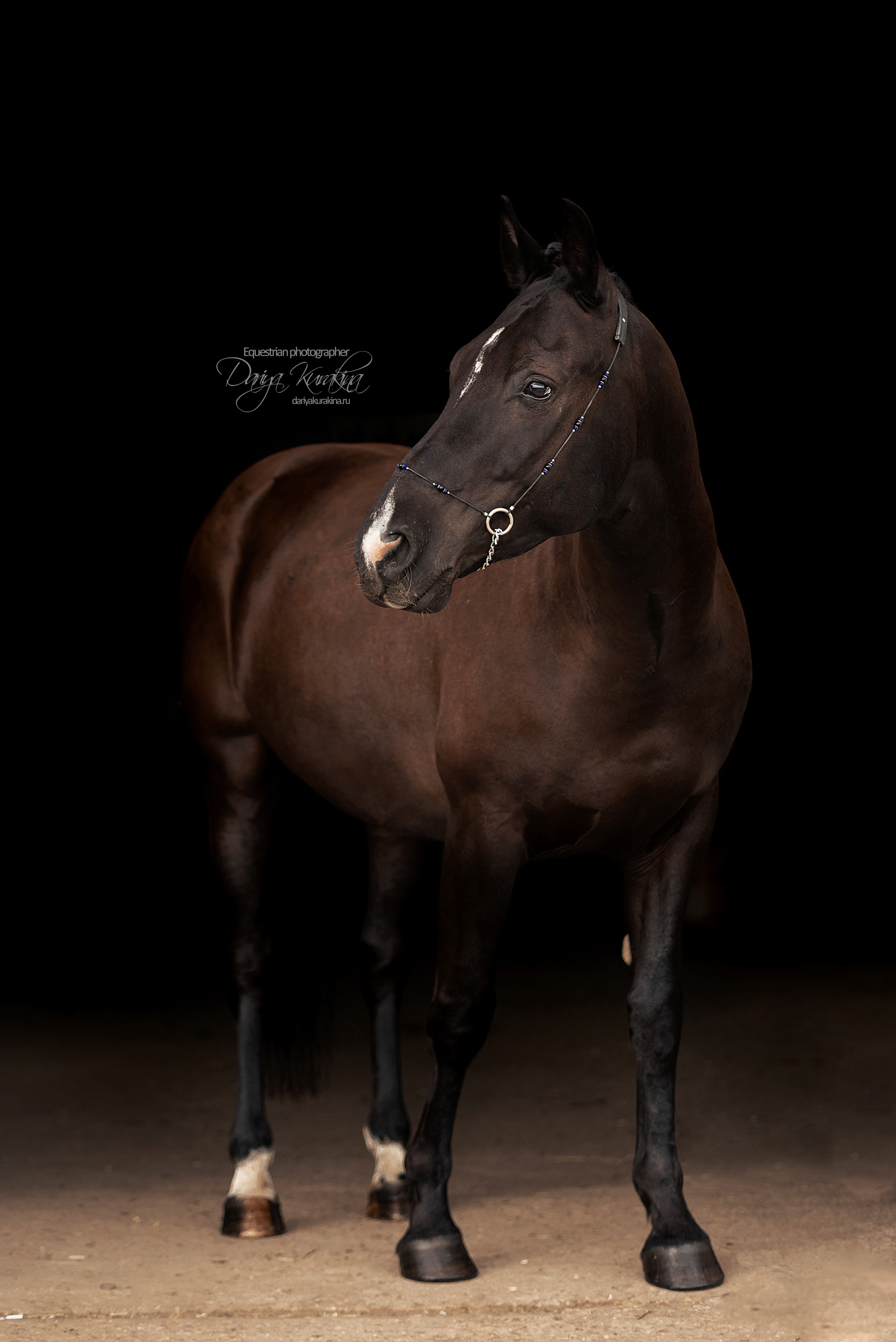 Джей Z. Конный фотограф Куракина Дарья • Фотосессии с лошадьми