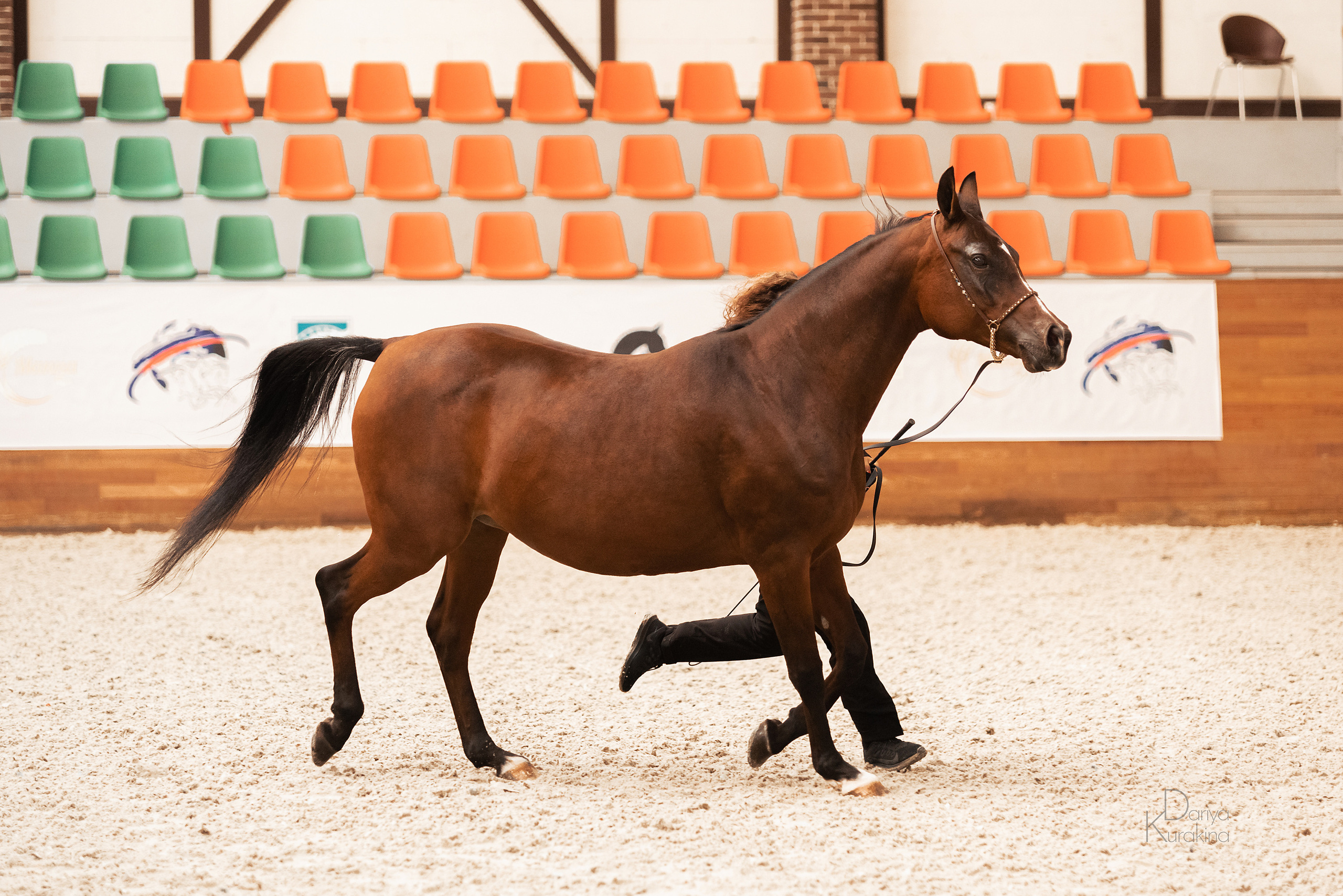 Конная Россия 2021. Конный фотограф Куракина Дарья • Фотосессии с лошадьми