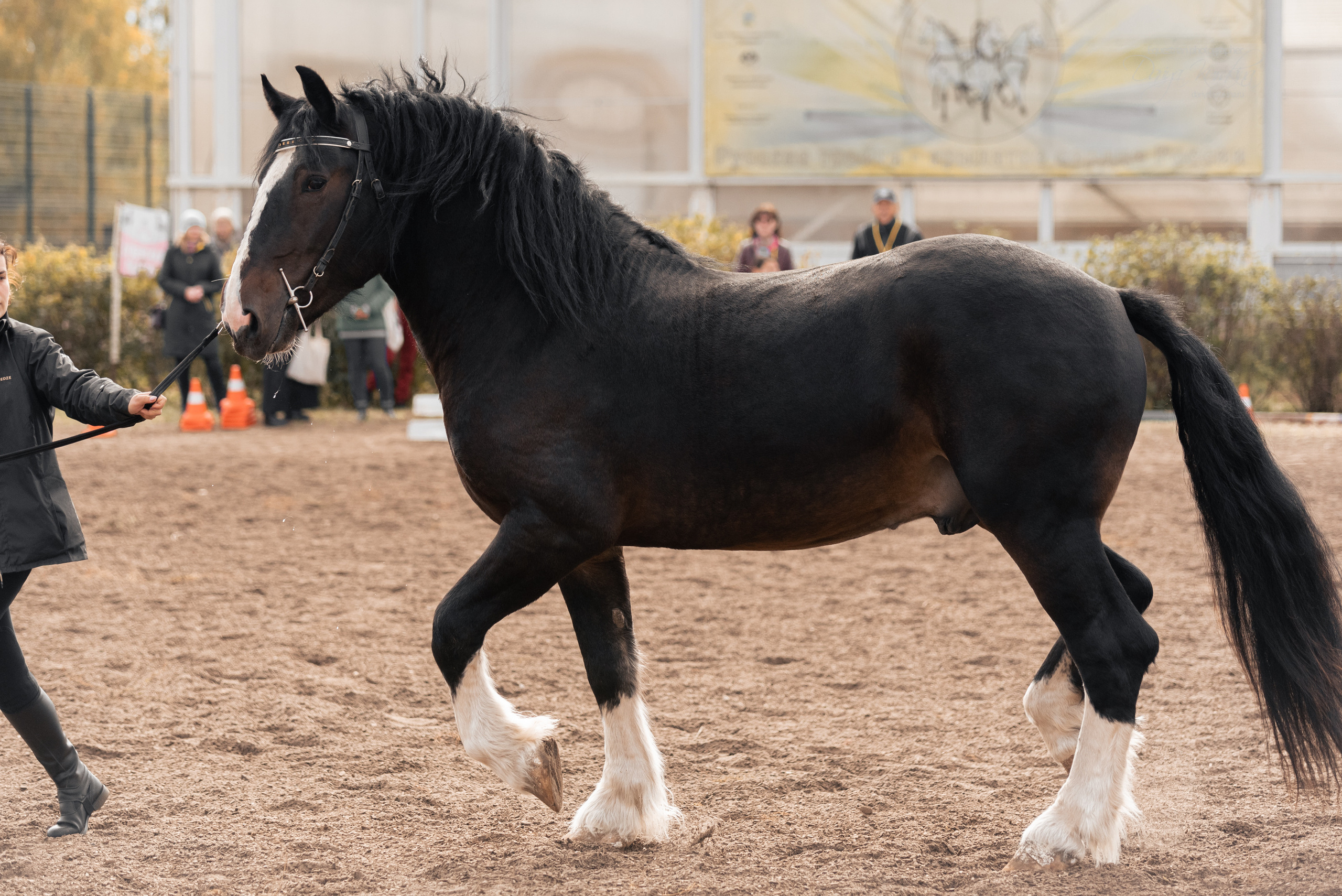 Богдарня. Конный фотограф Куракина Дарья • Фотосессии с лошадьми