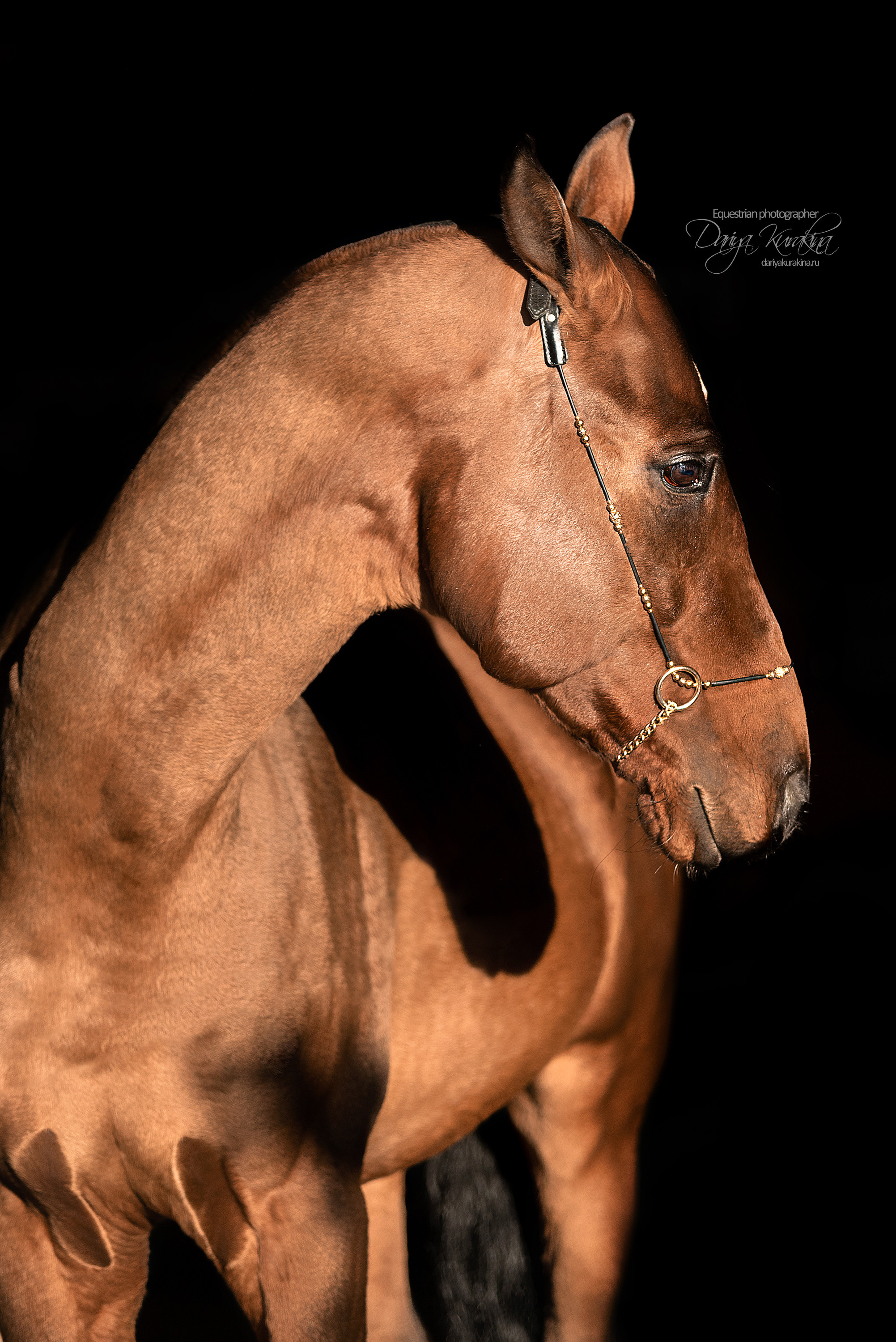 Сияние. Конный фотограф Куракина Дарья • Фотосессии с лошадьми