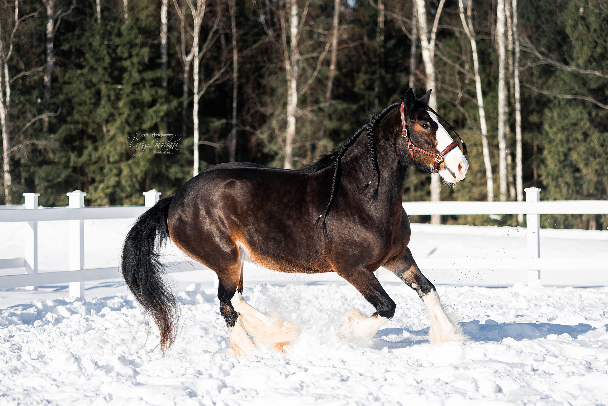Лафарейдо. Конный фотограф Куракина Дарья • Фотосессии с лошадьми