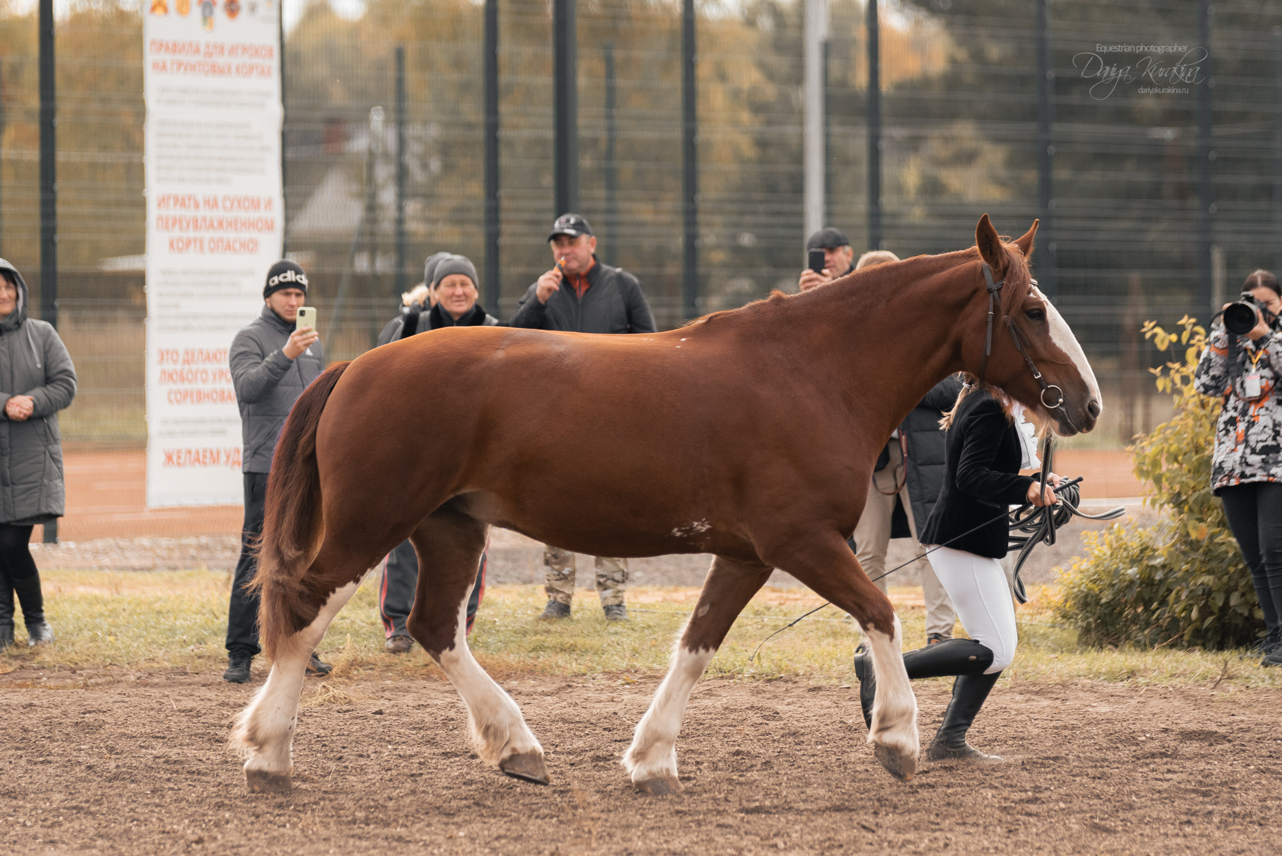 Богдарня. Конный фотограф Куракина Дарья • Фотосессии с лошадьми