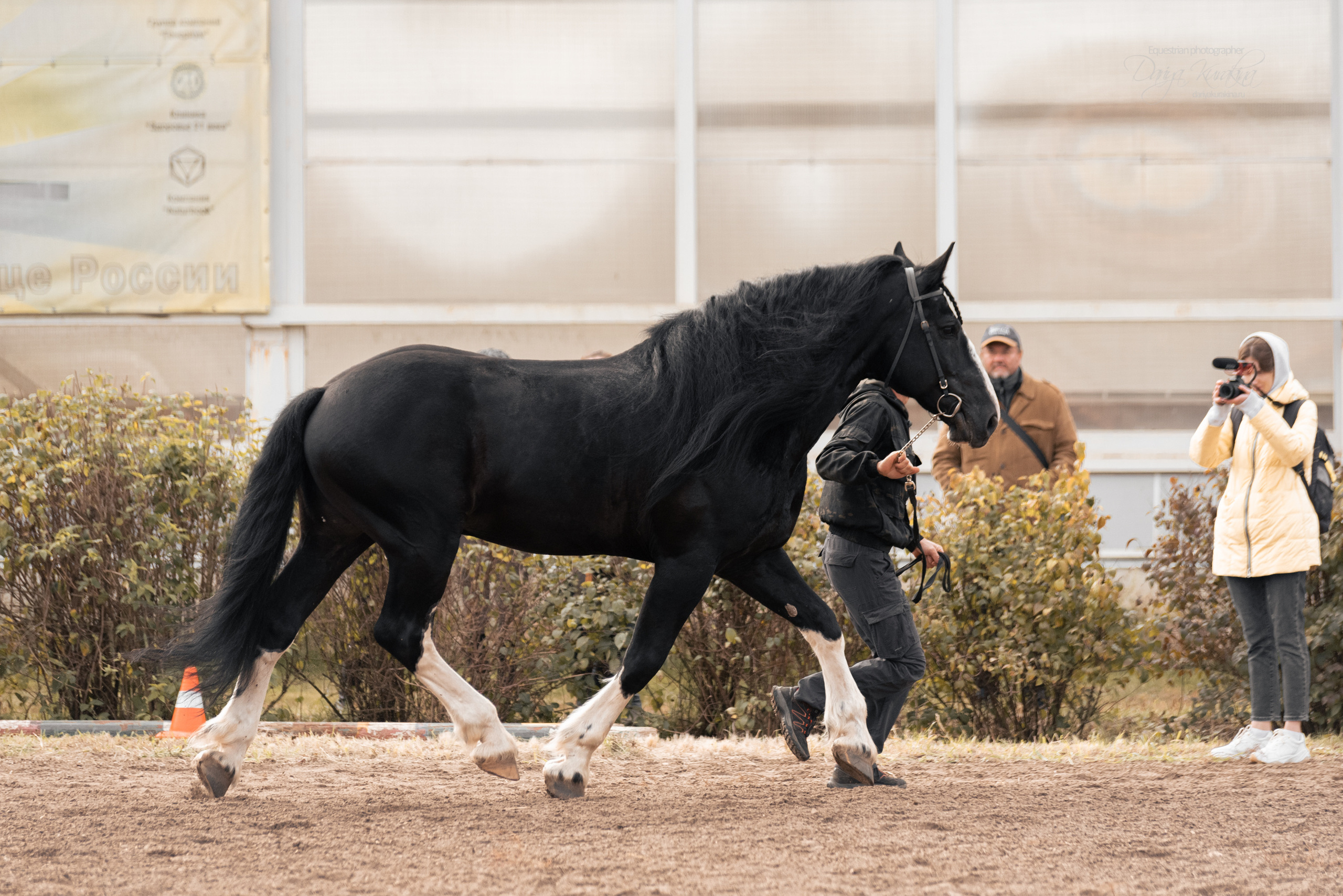 Богдарня. Конный фотограф Куракина Дарья • Фотосессии с лошадьми
