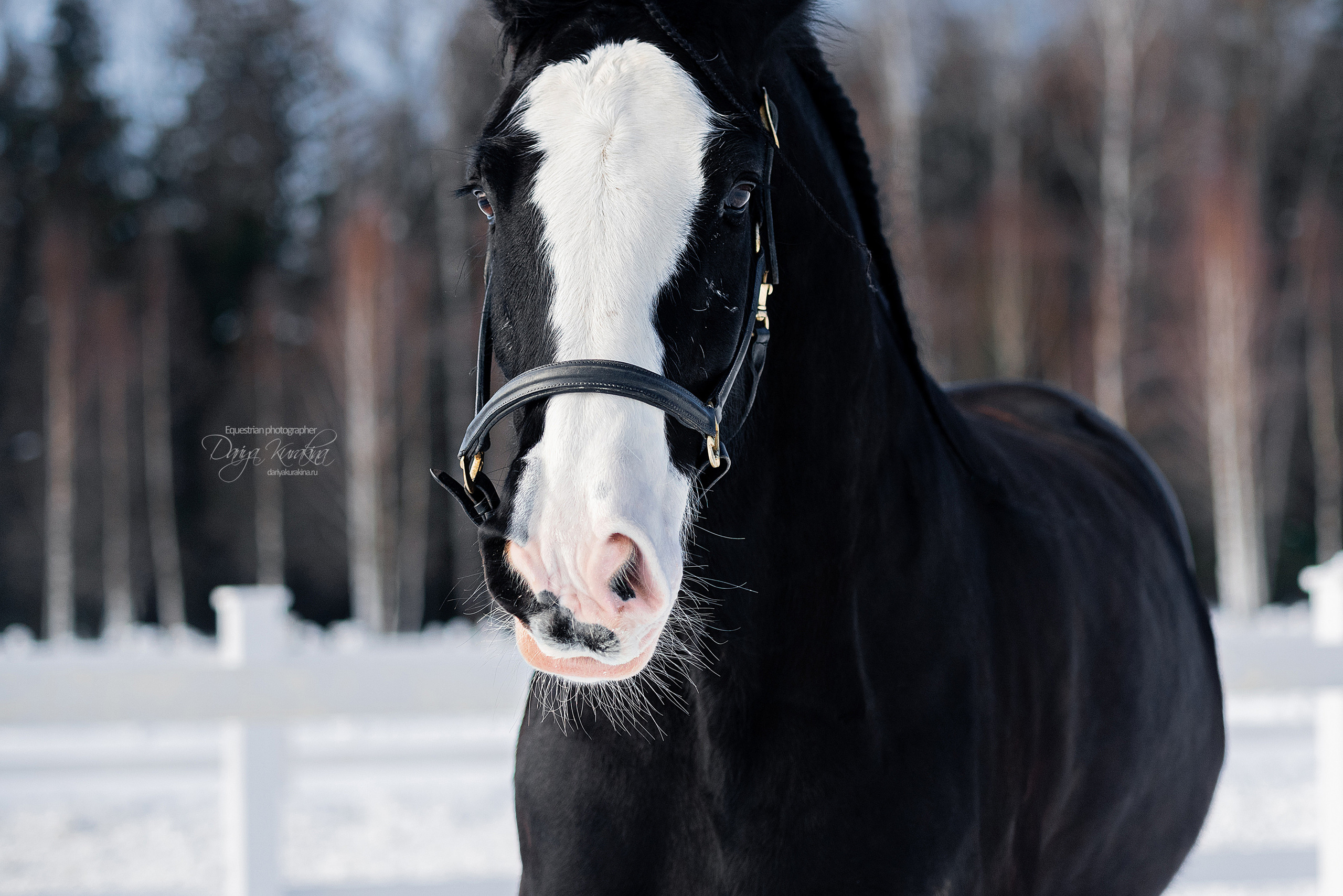 Лафарейдо. Конный фотограф Куракина Дарья • Фотосессии с лошадьми