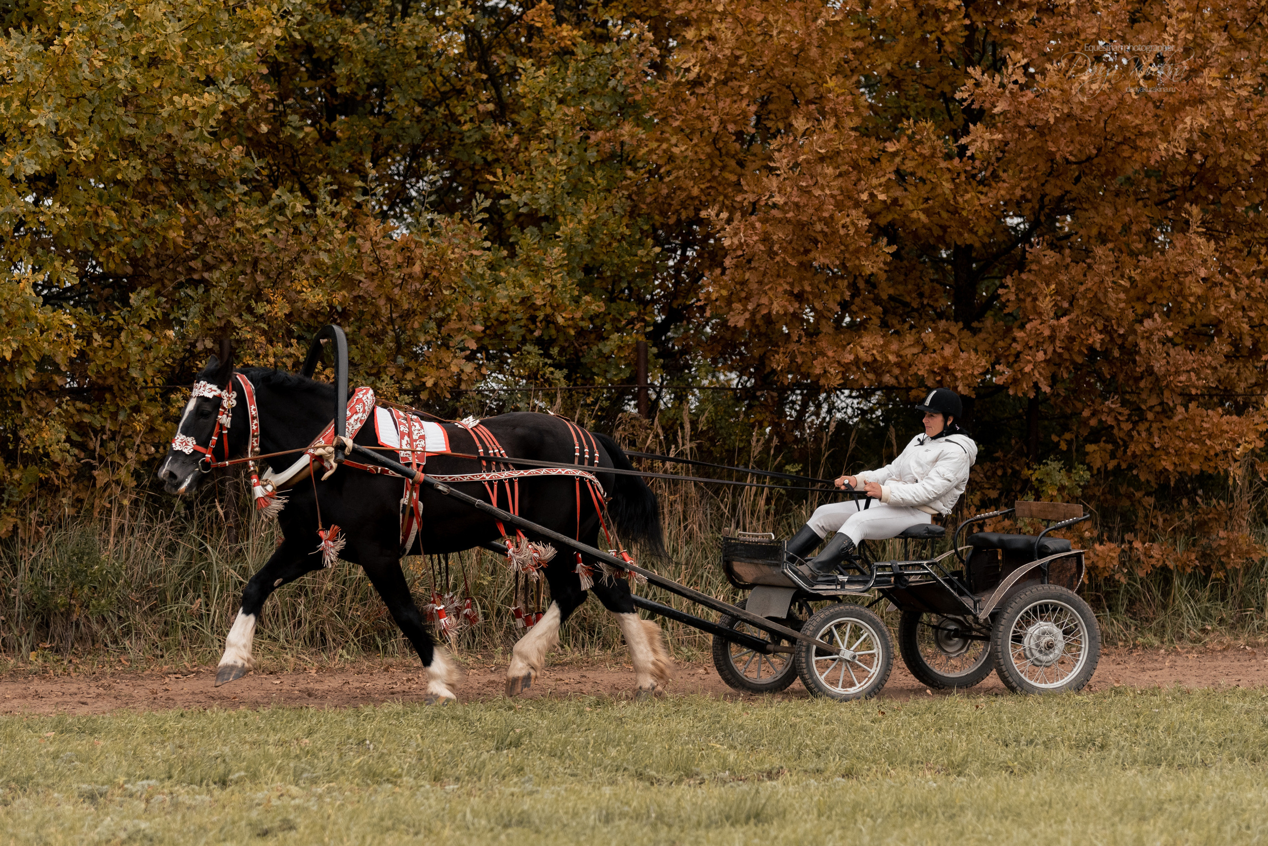 Богдарня. Конный фотограф Куракина Дарья • Фотосессии с лошадьми