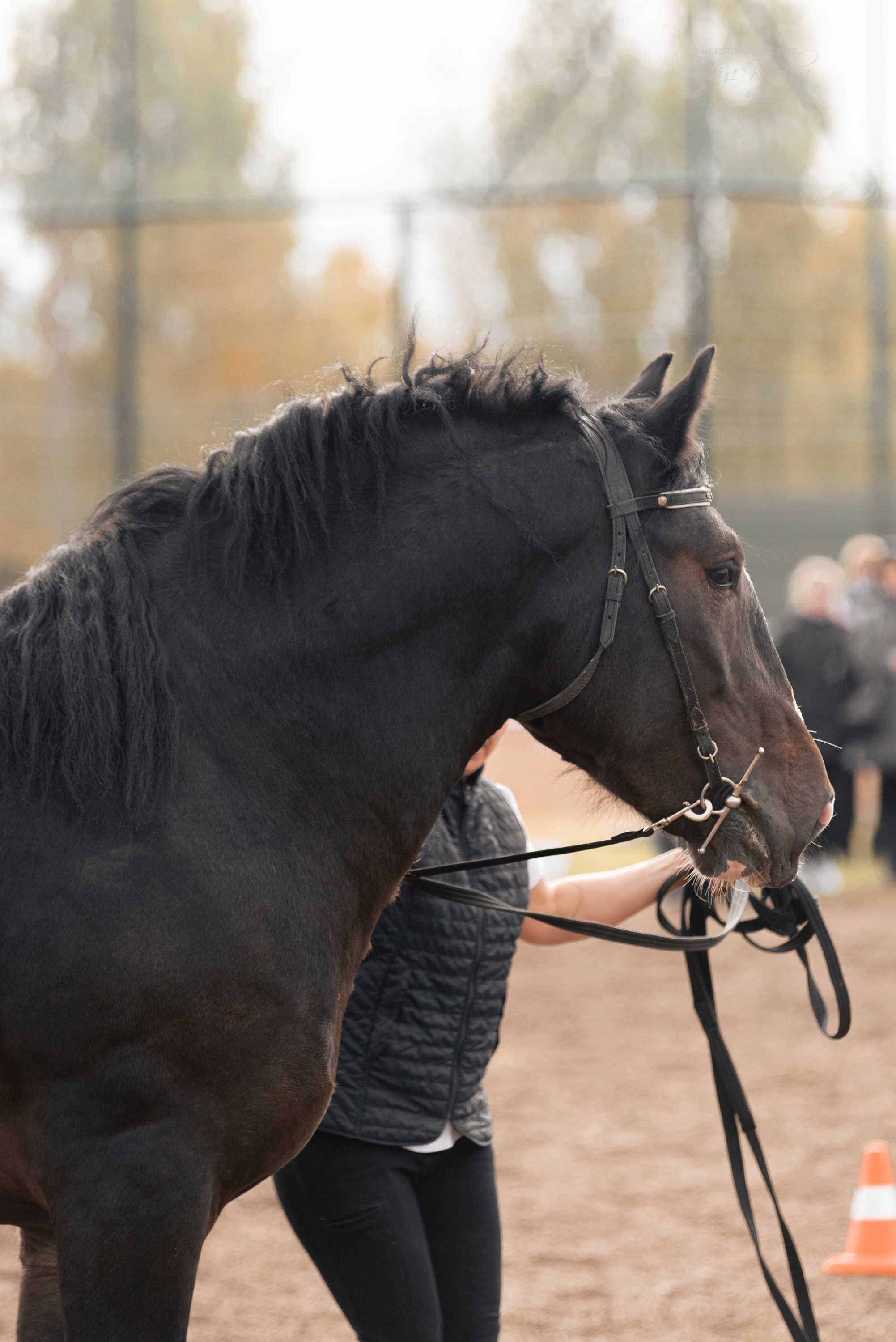 Богдарня. Конный фотограф Куракина Дарья • Фотосессии с лошадьми