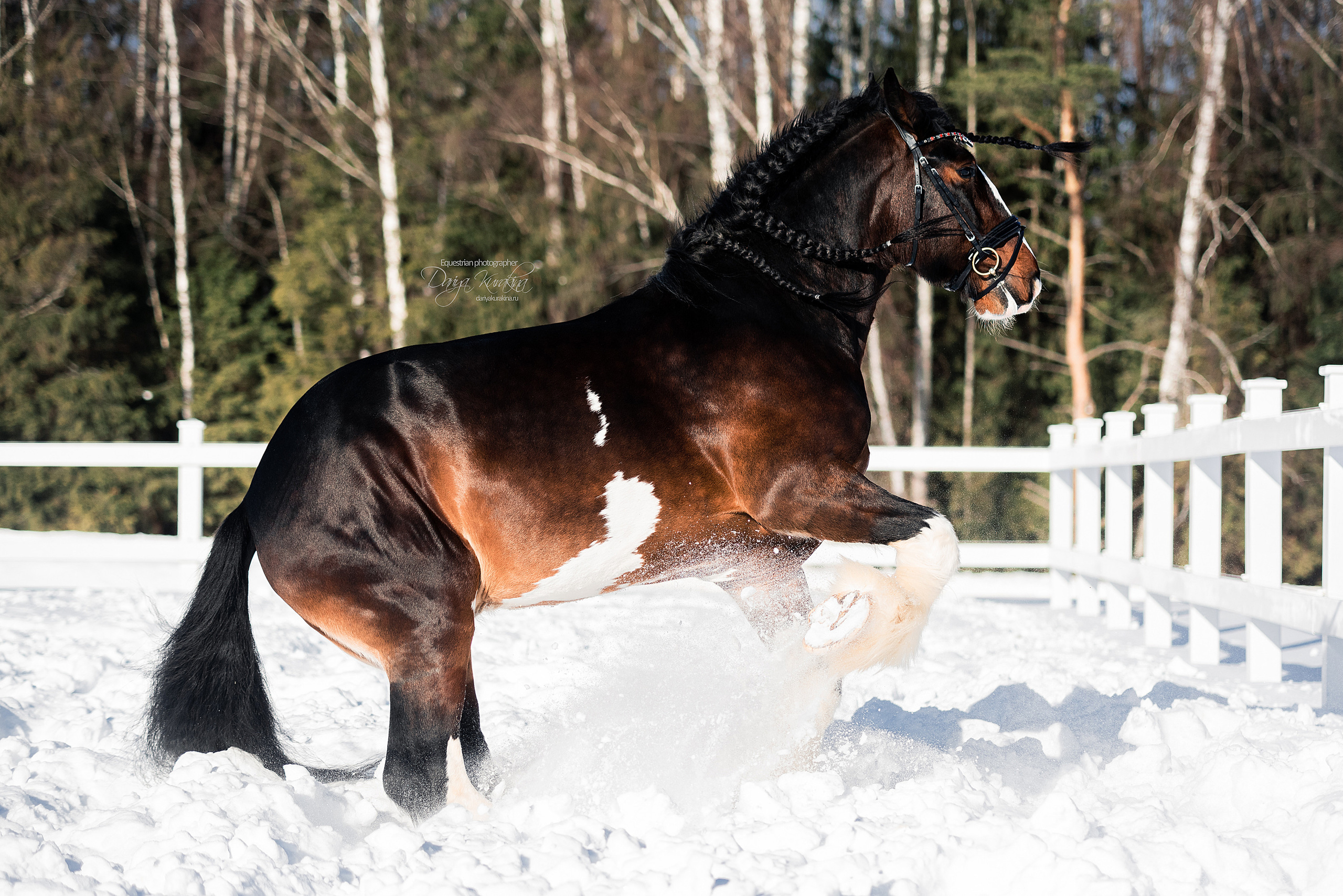 Лафарейдо. Конный фотограф Куракина Дарья • Фотосессии с лошадьми