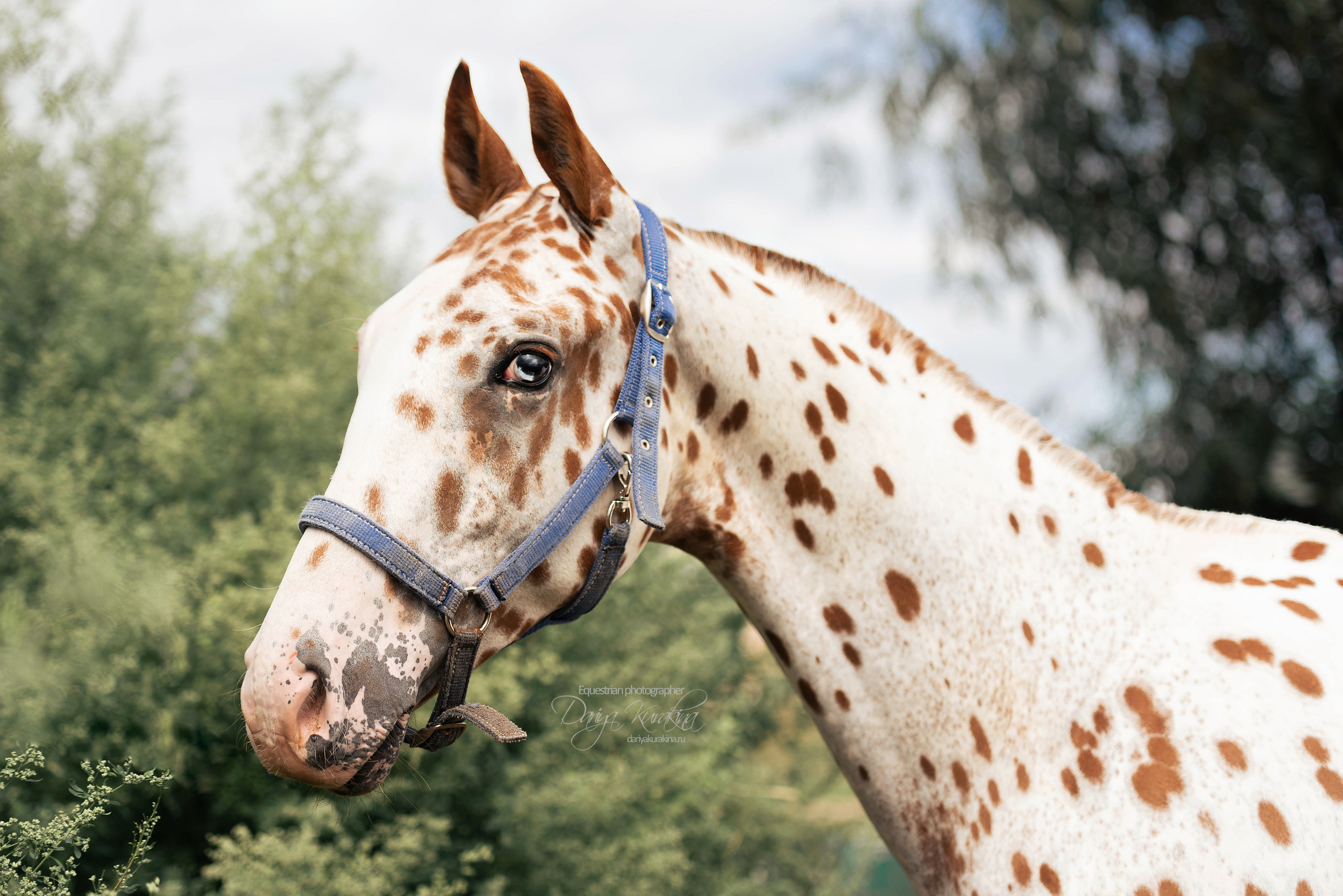 Кнабы. Конный фотограф Куракина Дарья • Фотосессии с лошадьми